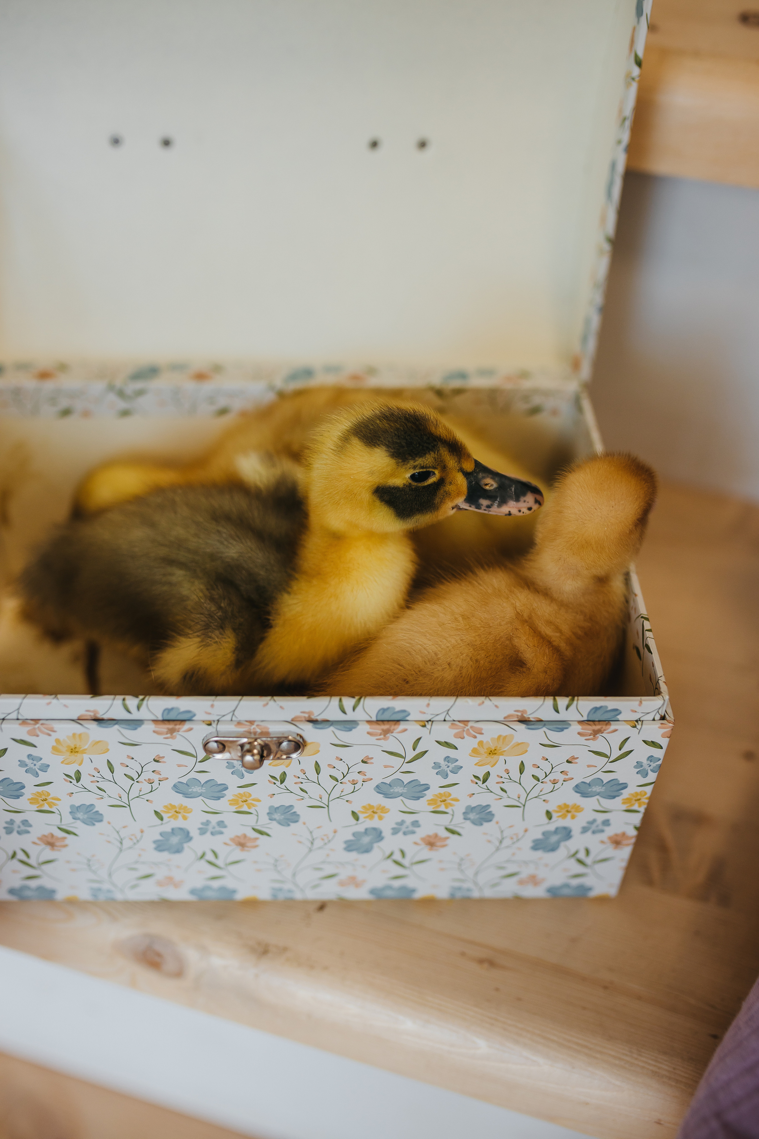 Таня и Ева. Фотограф в Санкт-Петербурге Ромаданова Варвара