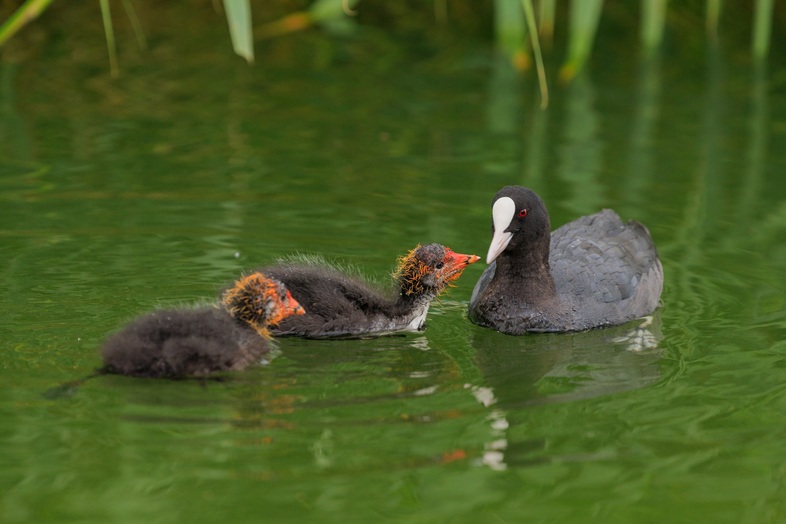 KUPCHINO OPEN CONTEST 2025. Фотограф Александр Заломаев
