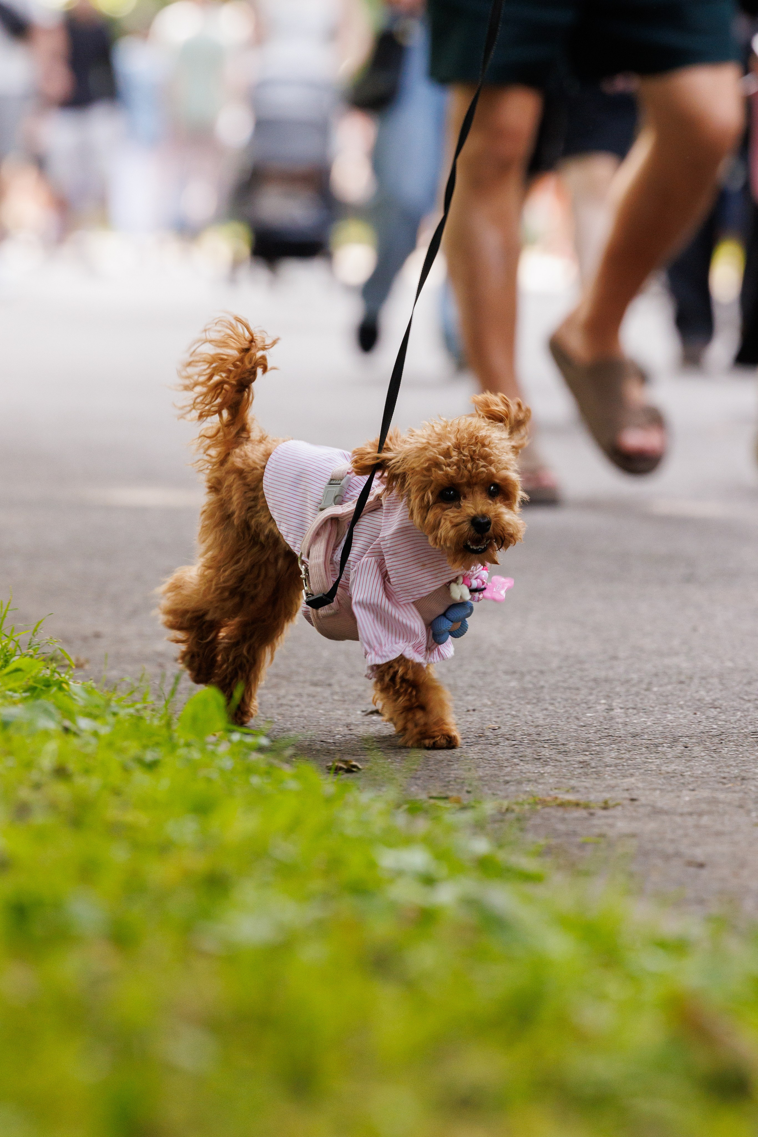 PetShopDays2026. Фотограф Александр Заломаев