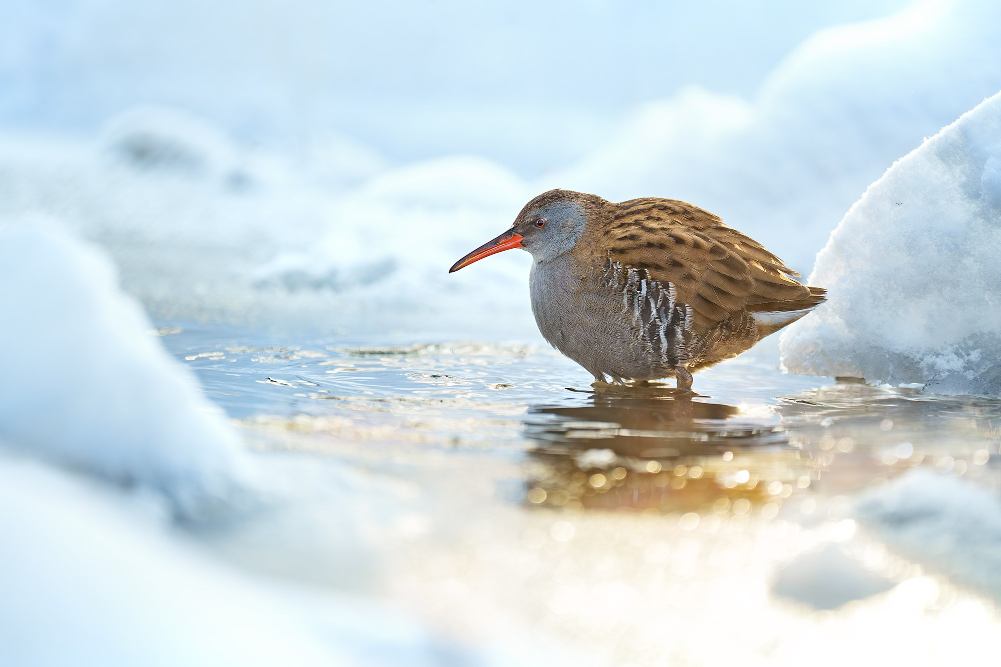 Удивительные мир птиц. Вокруг нас столько прекрасного — присмотритесь!. Ваш личный фотограф Марина Волкова