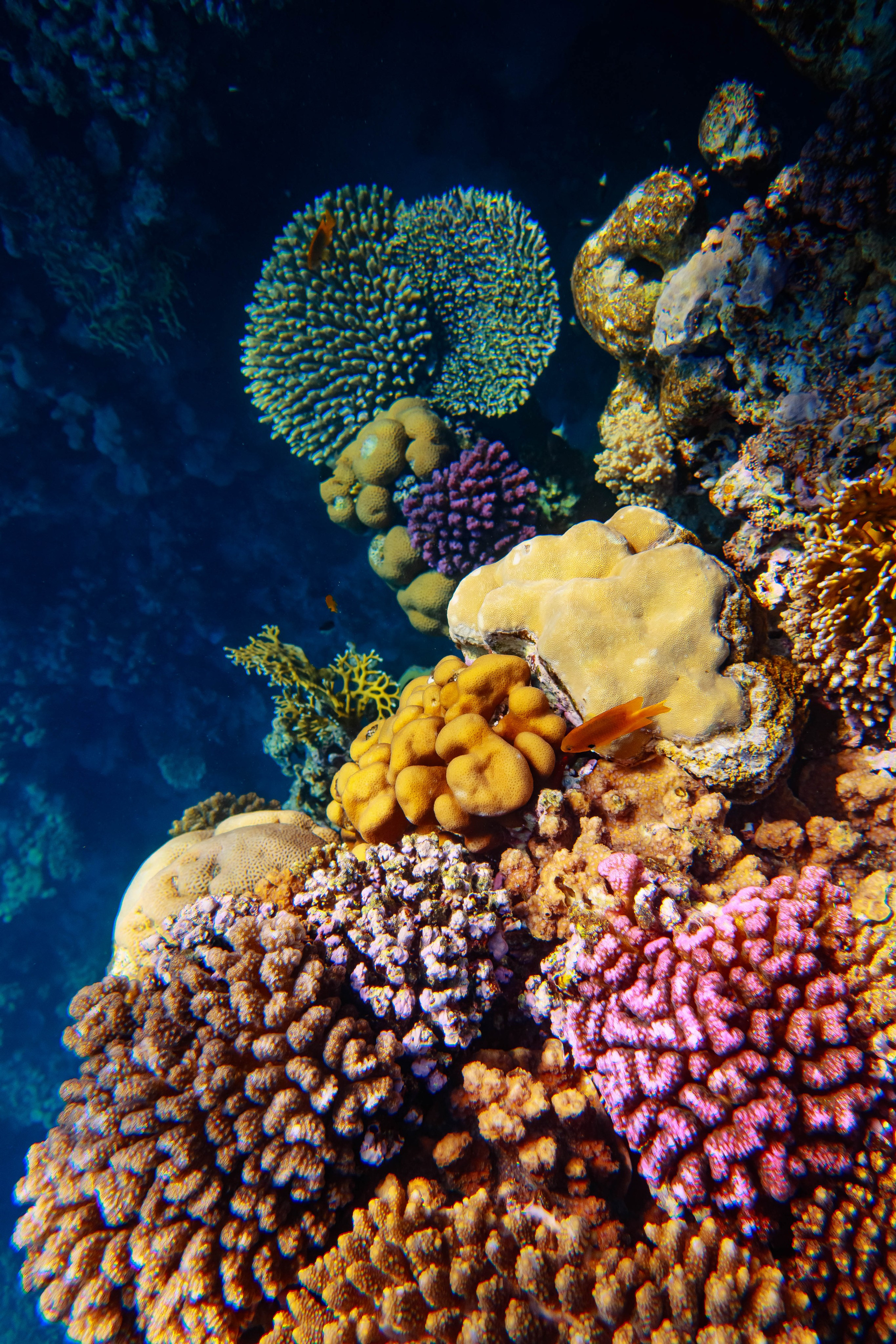 Fish. Фотограф Светлана Голицына