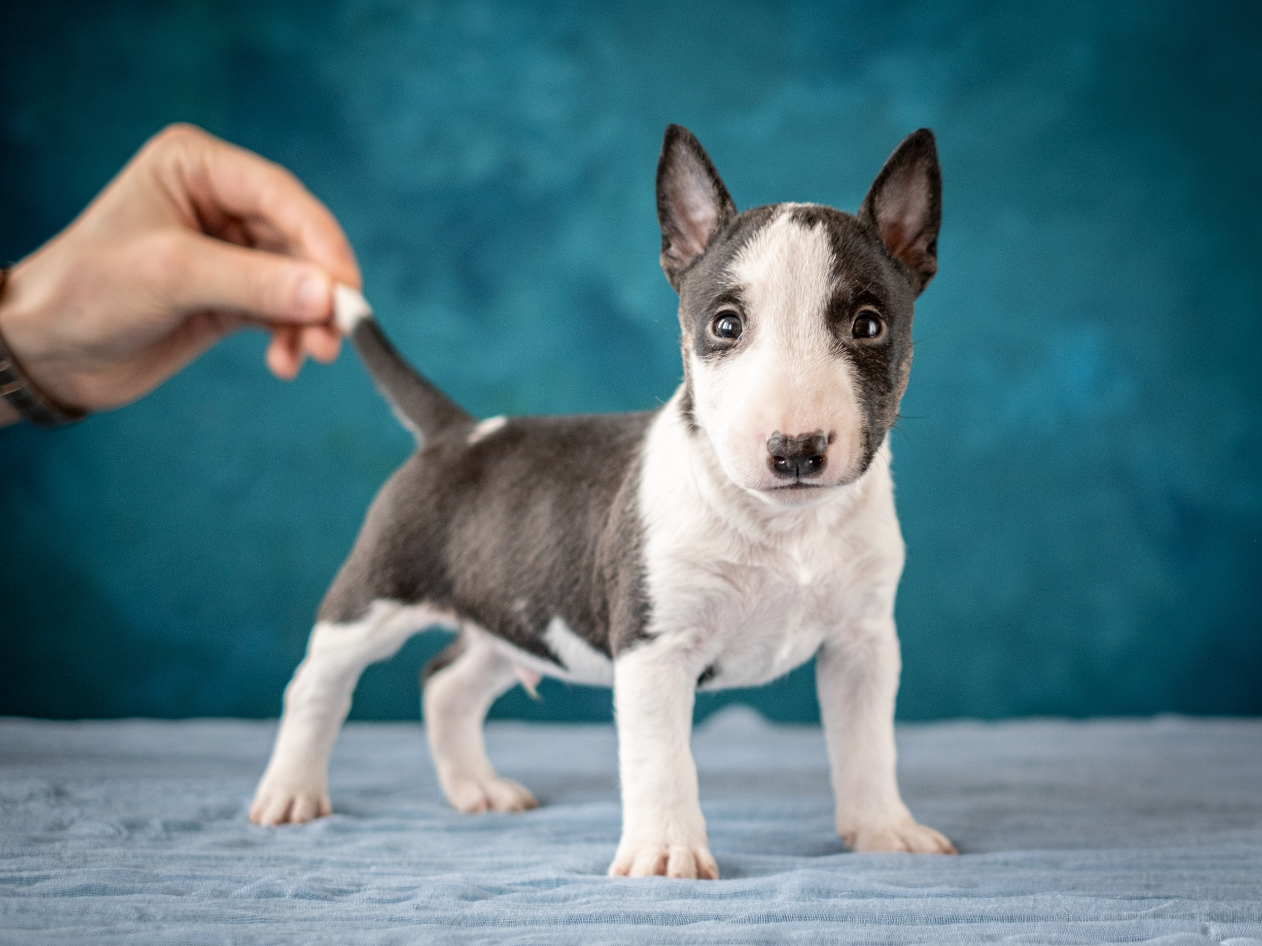Сладкие булочки (МБТ — миниатюрный бультерьер) для Ильи). Зоофотограф, фотограф животных в Москве и области Дина Дамоцева