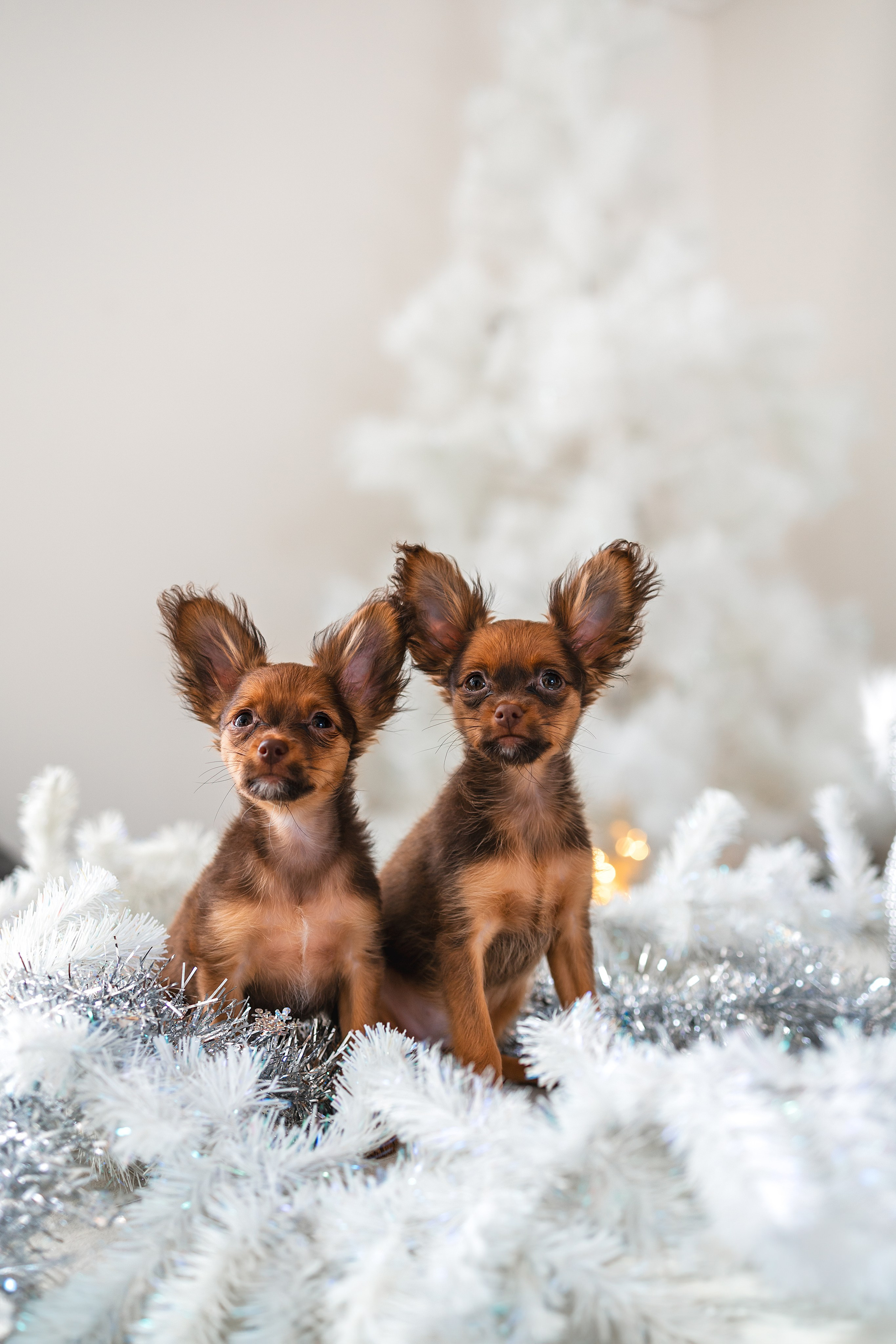 Малыши Той Терьер. Фотограф Анималист в Москве Анастасия Жучкова