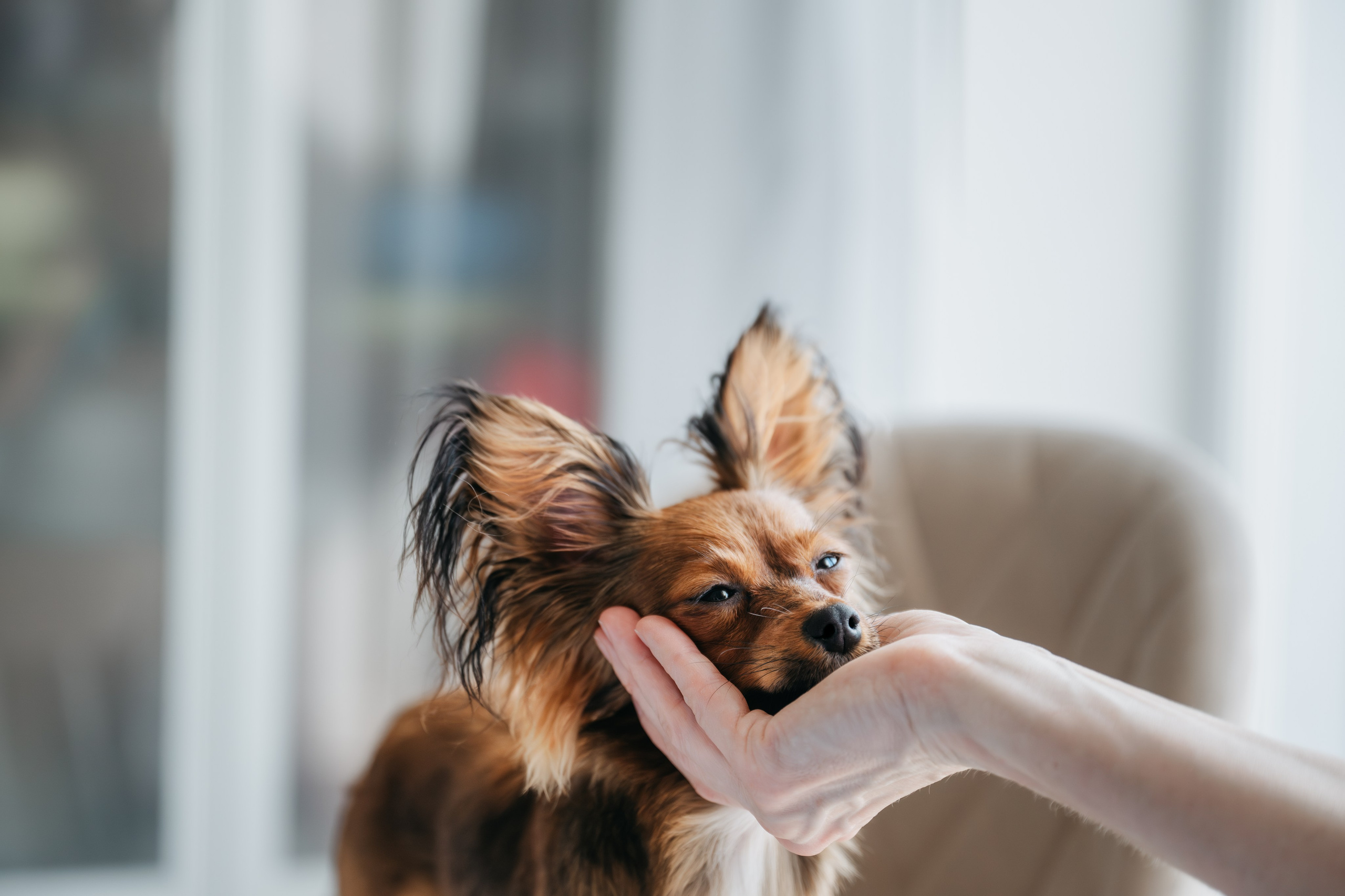 Домашняя съемка. Фотограф Анималист в Москве Анастасия Жучкова