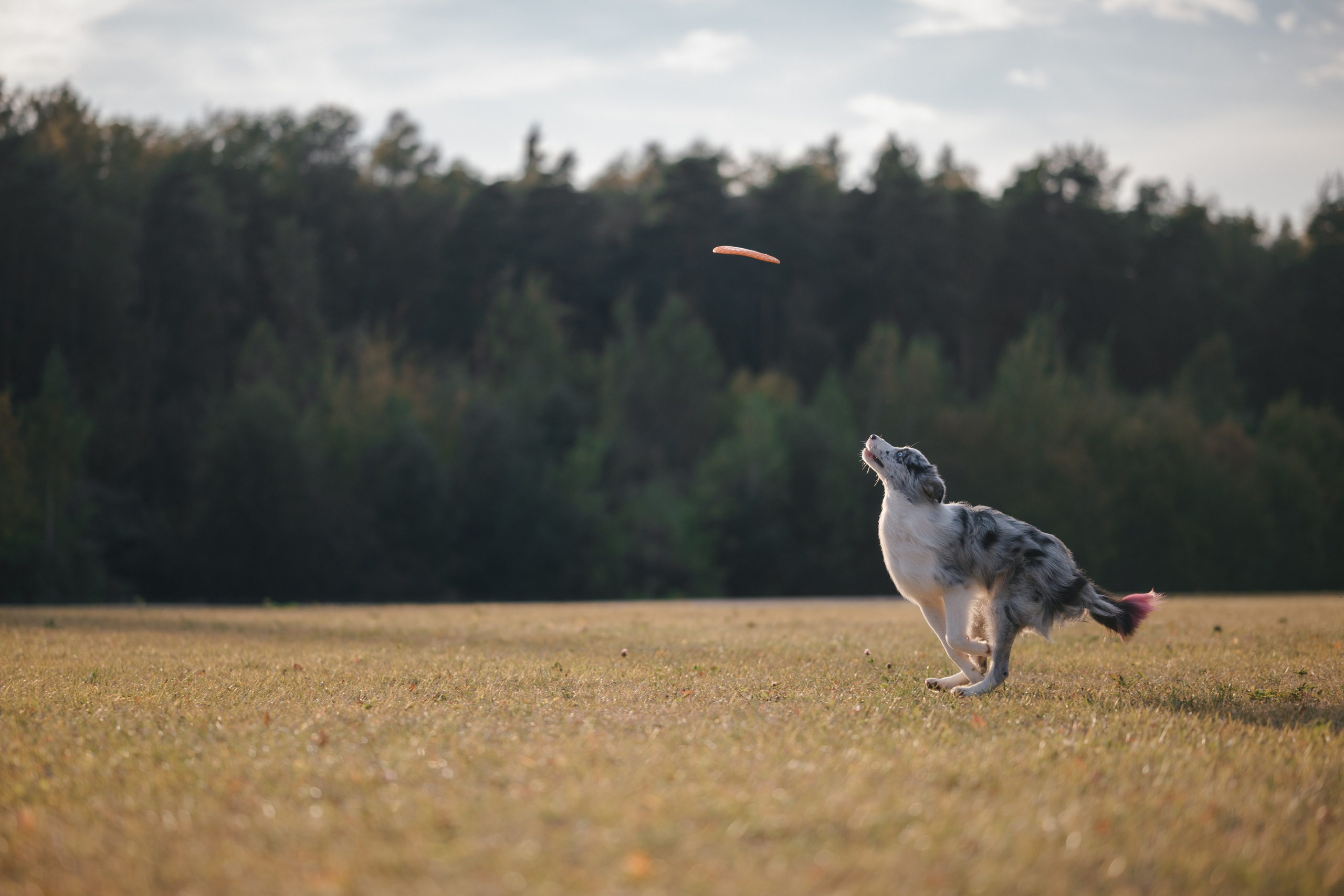 Бордерколли и фрисби. Фотограф Анималист в Москве Анастасия Жучкова