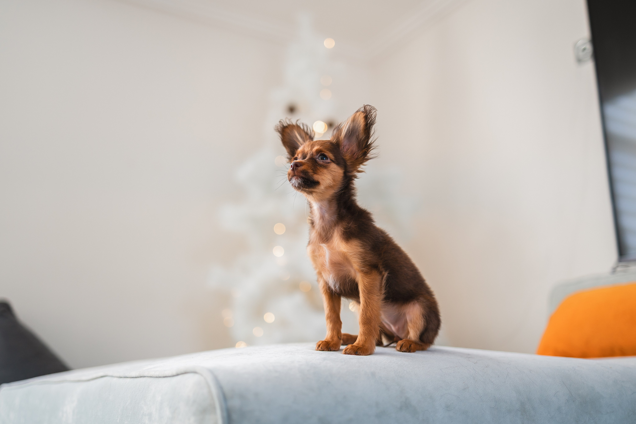 Малыши Той Терьер. Фотограф Анималист в Москве Анастасия Жучкова