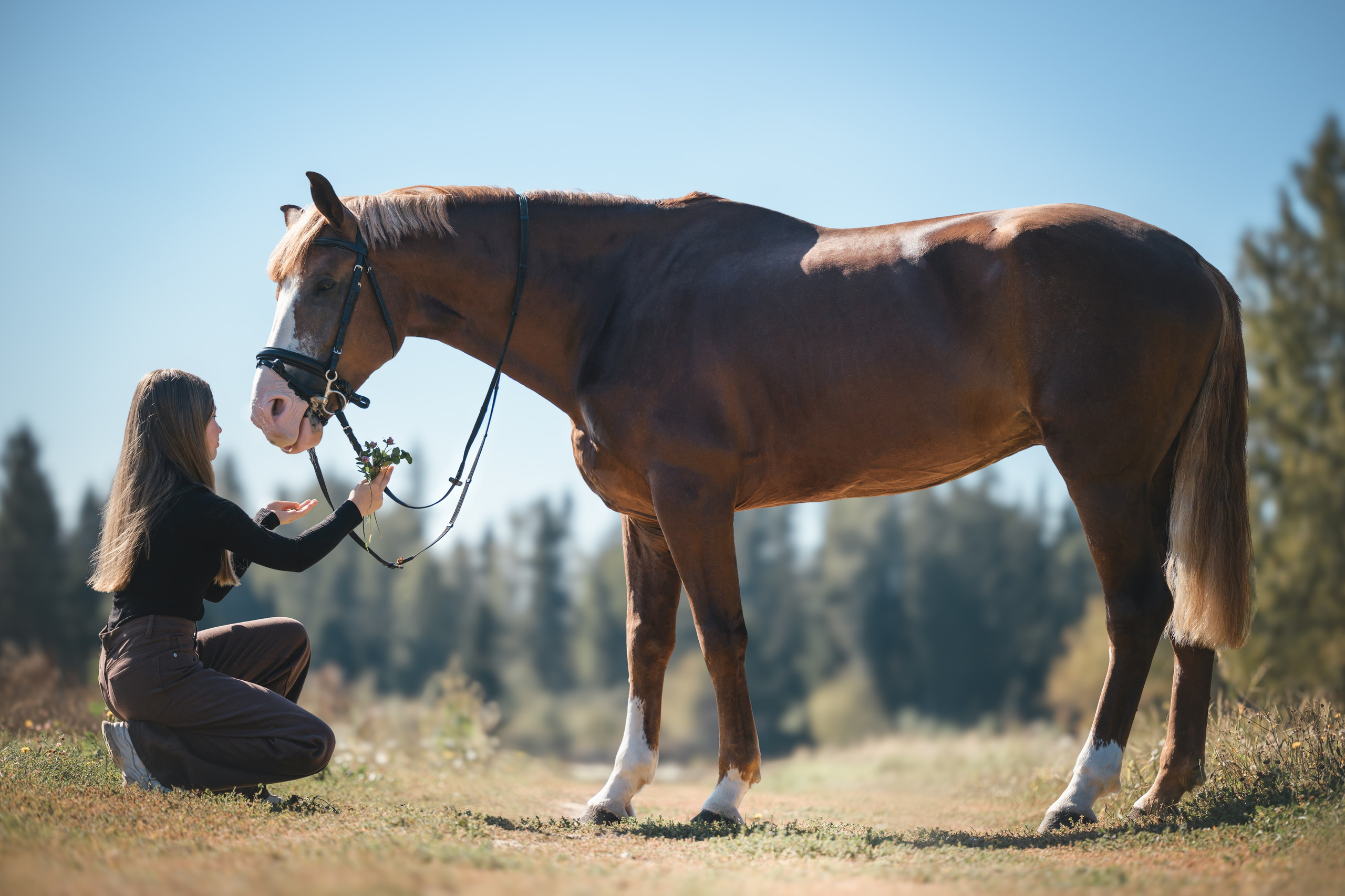 Виктория и Лео. Фотограф Анималист в Москве Анастасия Жучкова