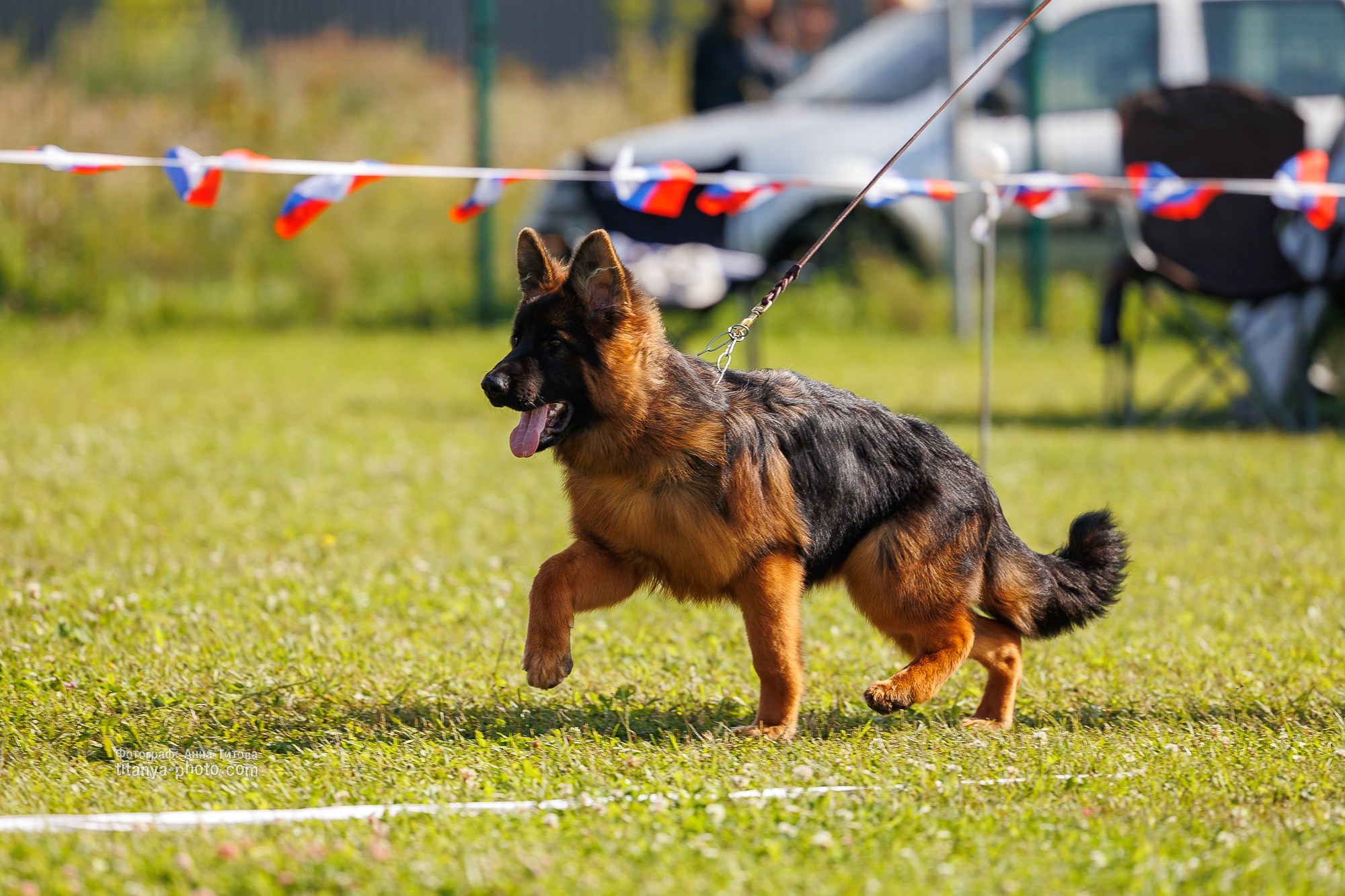 Немецкие овчарки: фото из рингов и вне ринга, мутпроба (фотографии с выставок). Фотограф собак, фотограф-анималист Аня Титова (Titanya). Москва