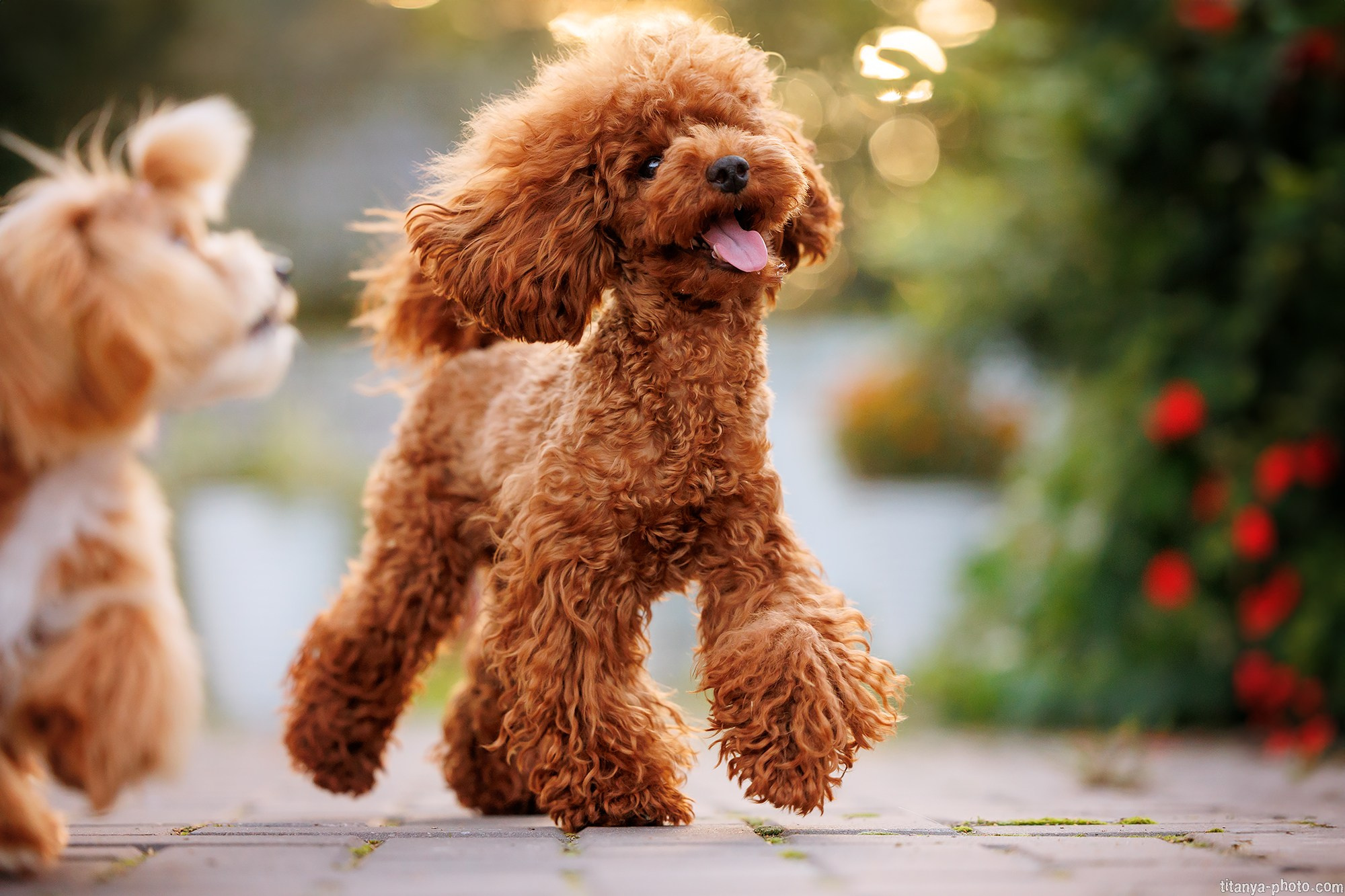 Осторожно, превышение уровня милоты!. Фотограф собак, фотограф-анималист Аня Титова (Titanya). Москва