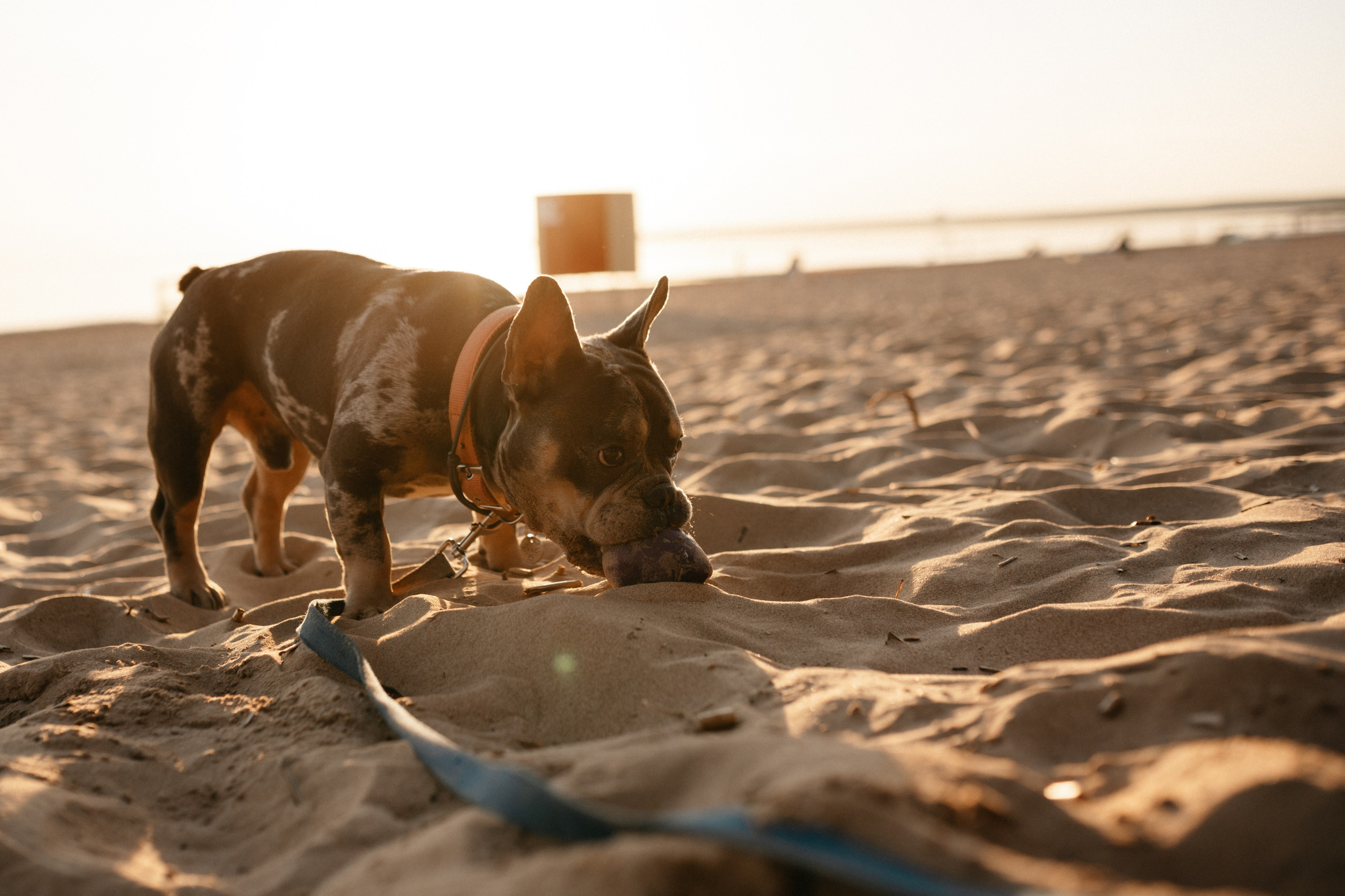 Коля и Бакс. Фотограф анималист в Москве Ольга Агушева