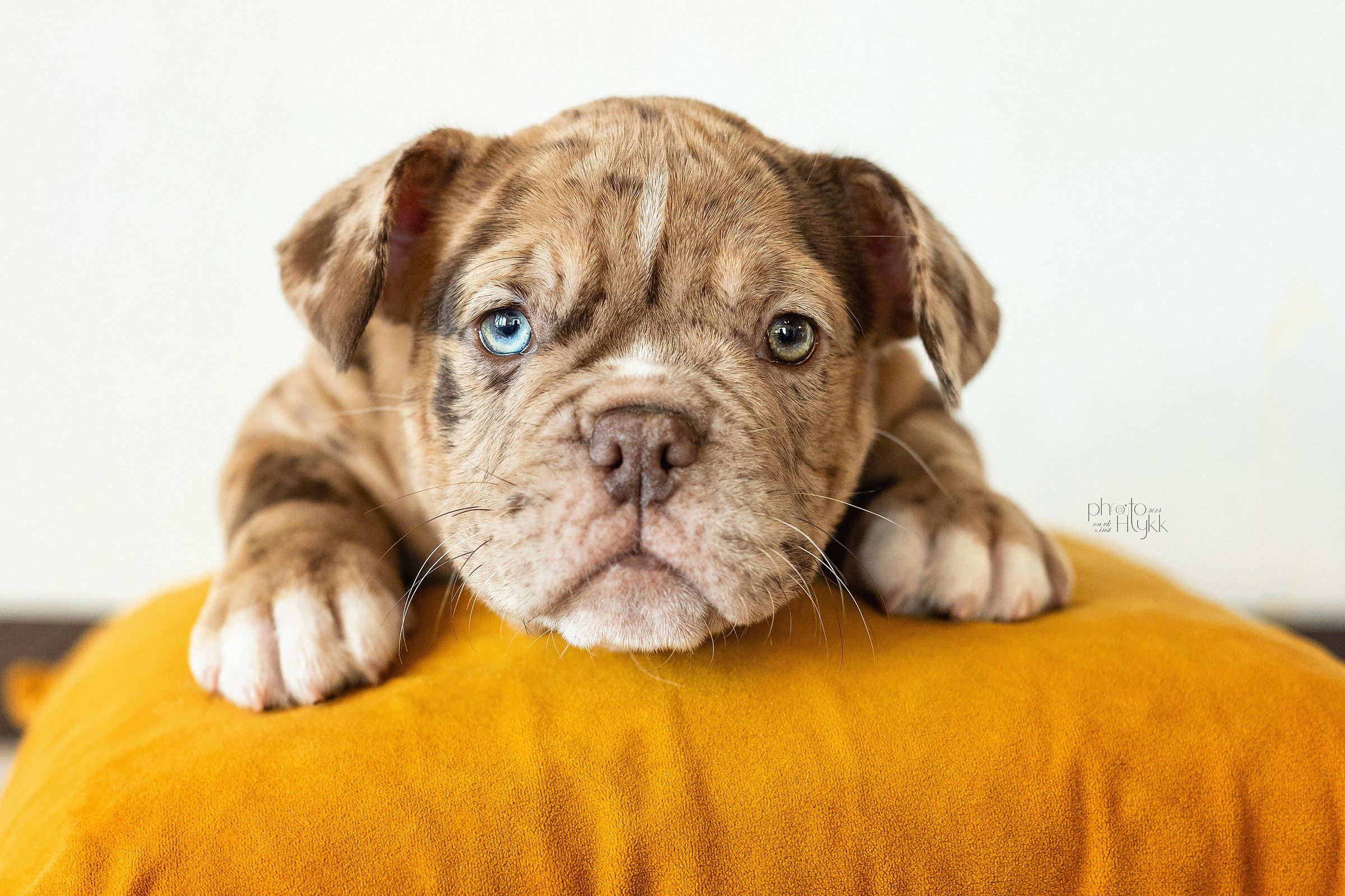 Щенки Американского булли + кошечка. Htykk_photo