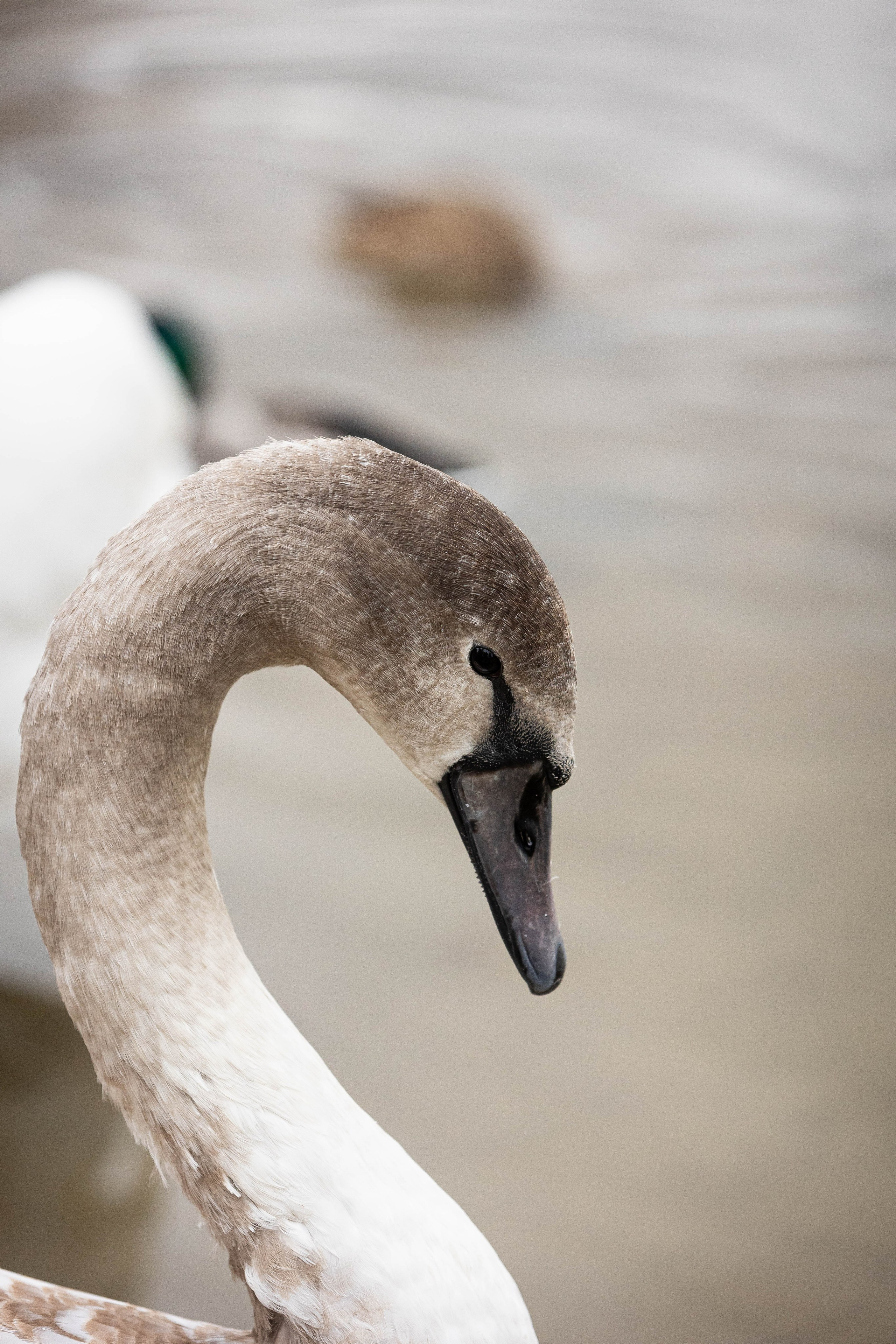 Зоопарк Малинки. Фотограф-АниМалист Анна Абрамова
