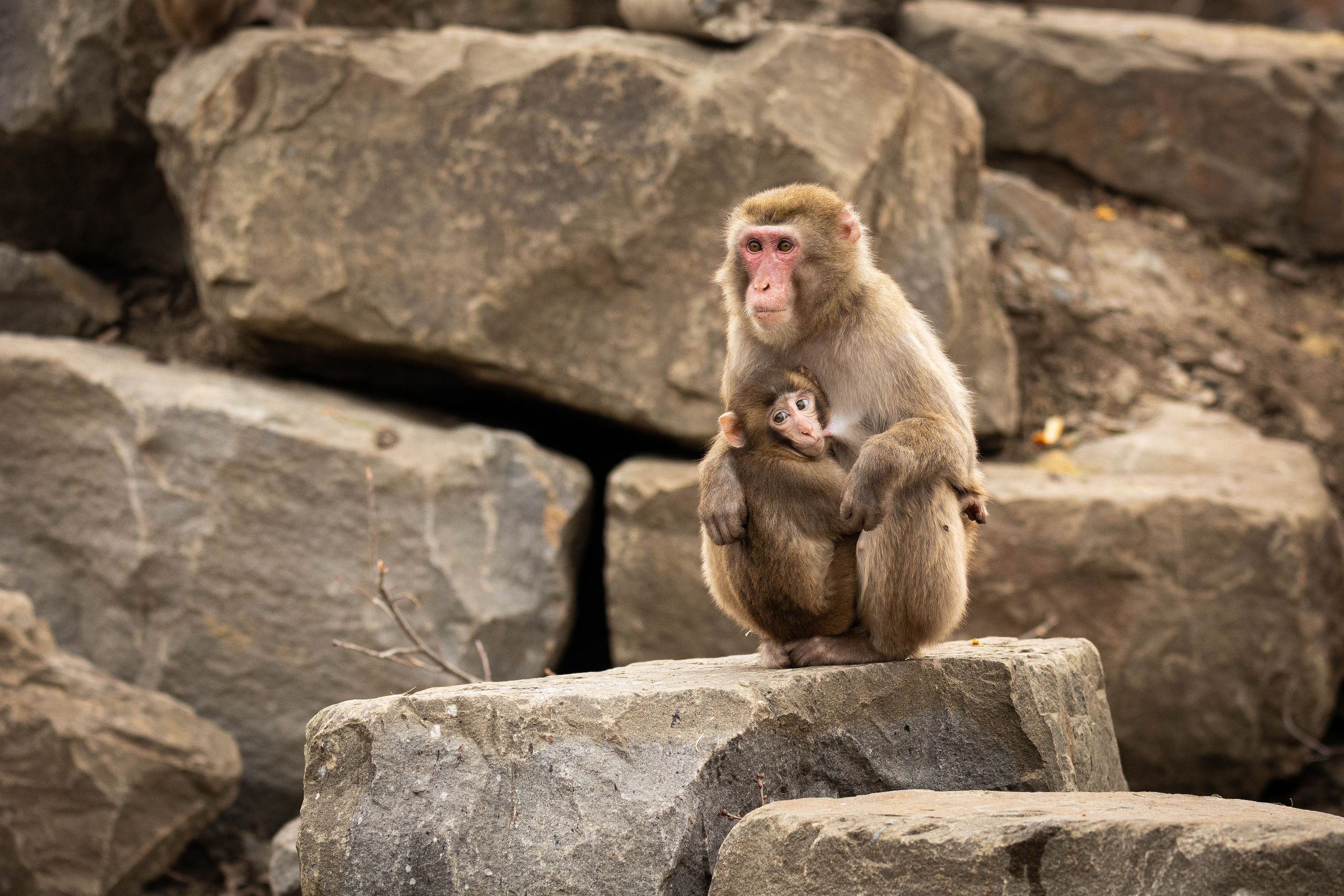 Парк Малинки 2026. Фотограф-АниМалист Анна Абрамова