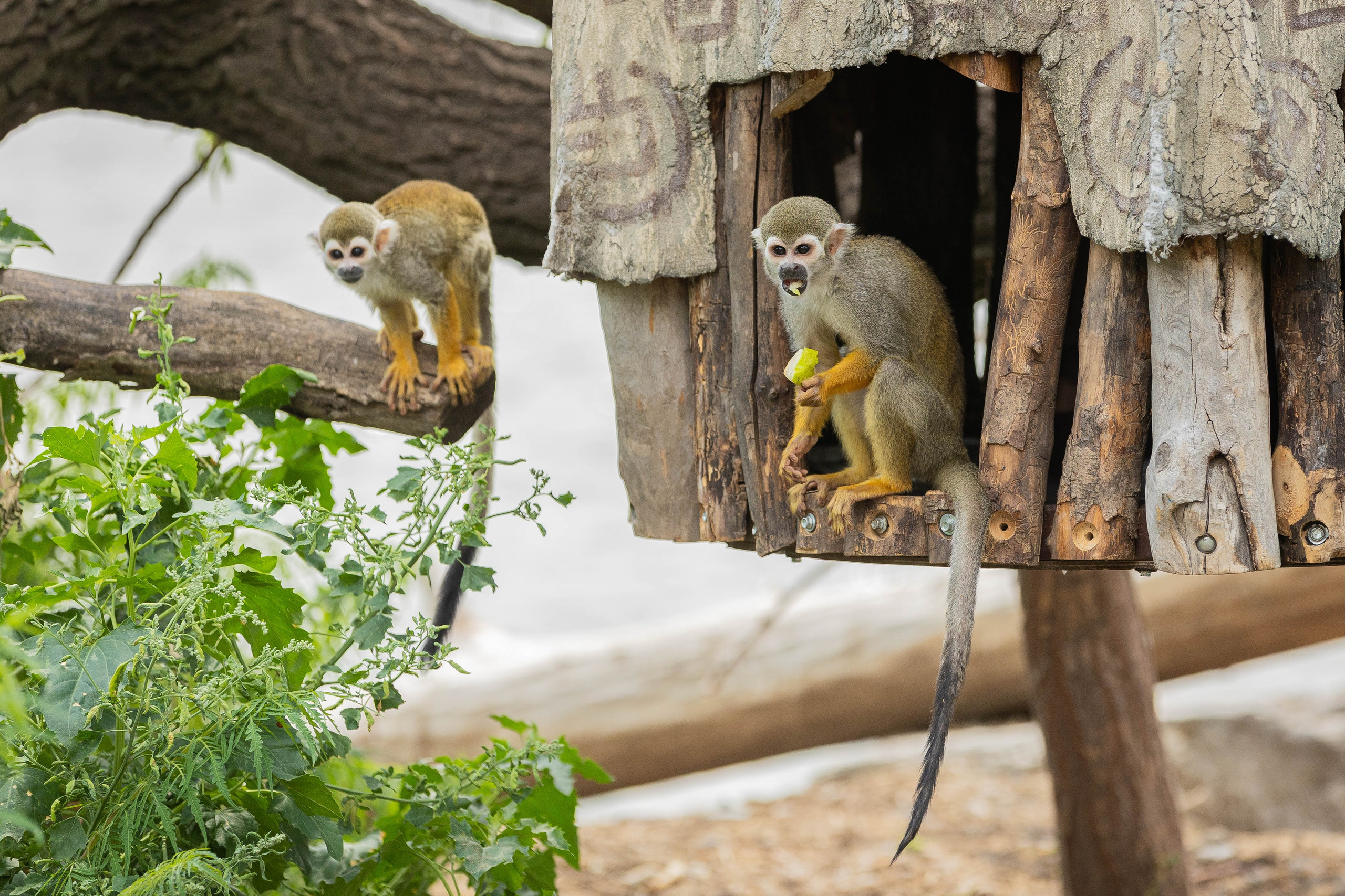 Зоопарк Малинки. Фотограф-АниМалист Анна Абрамова