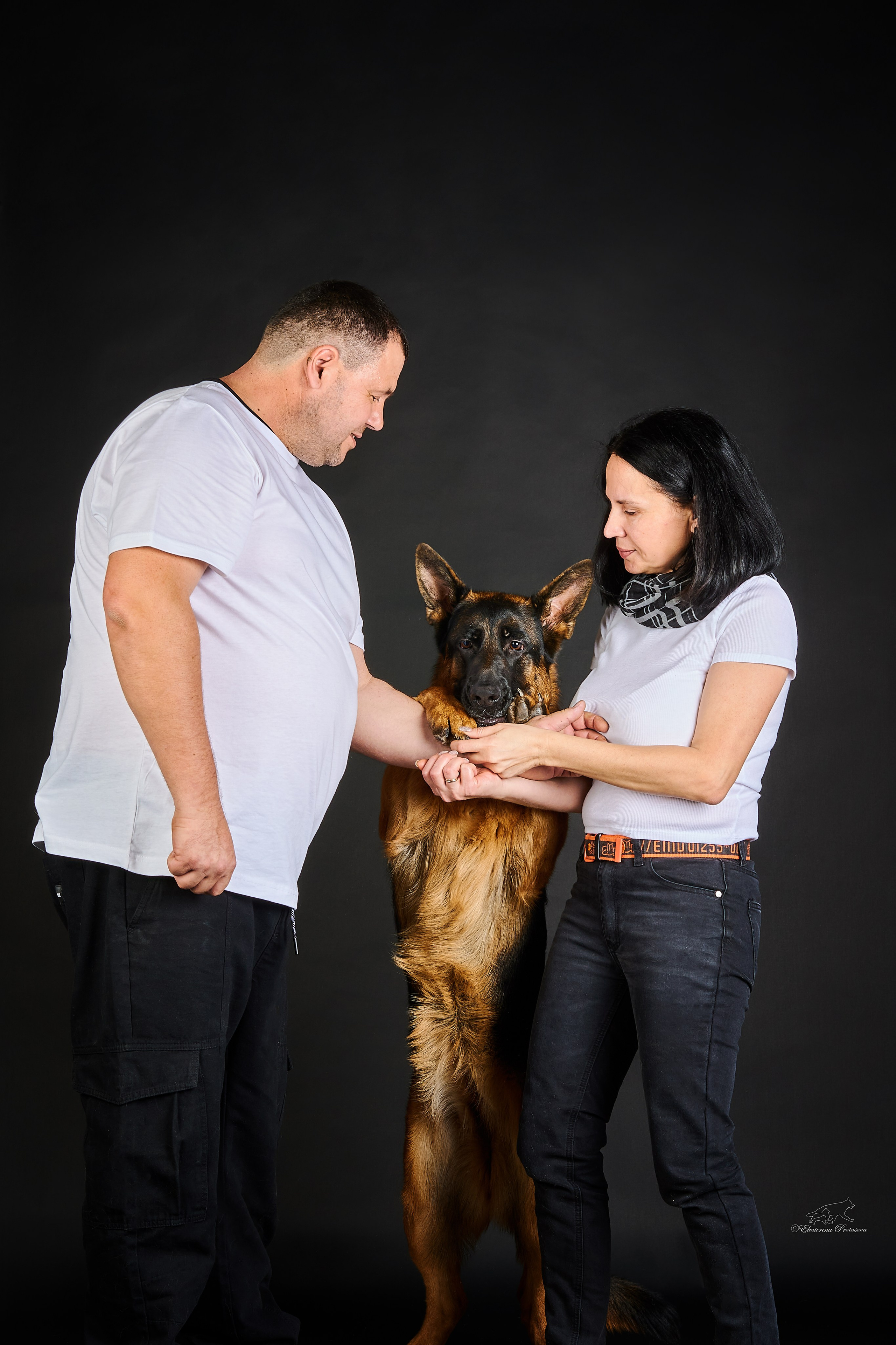 Немецкая овчарка Роми. Фотограф-анималист в Иркутске