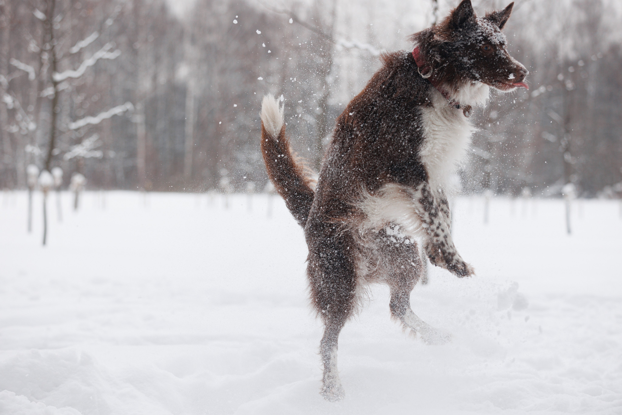Даша и компания. Фотограф анималист Кристина Карпова, Москва