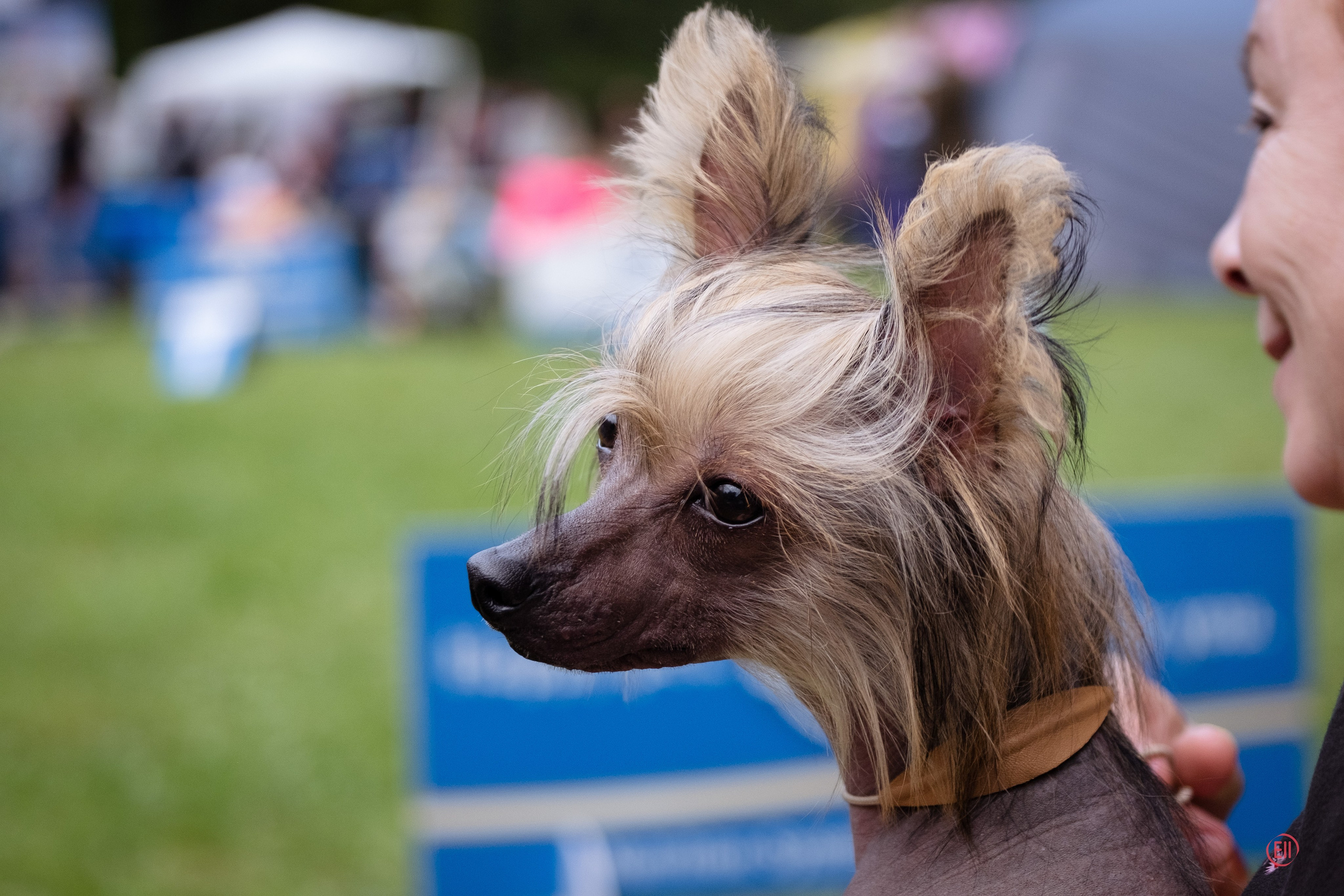 Друг человека. Фотограф в Москве