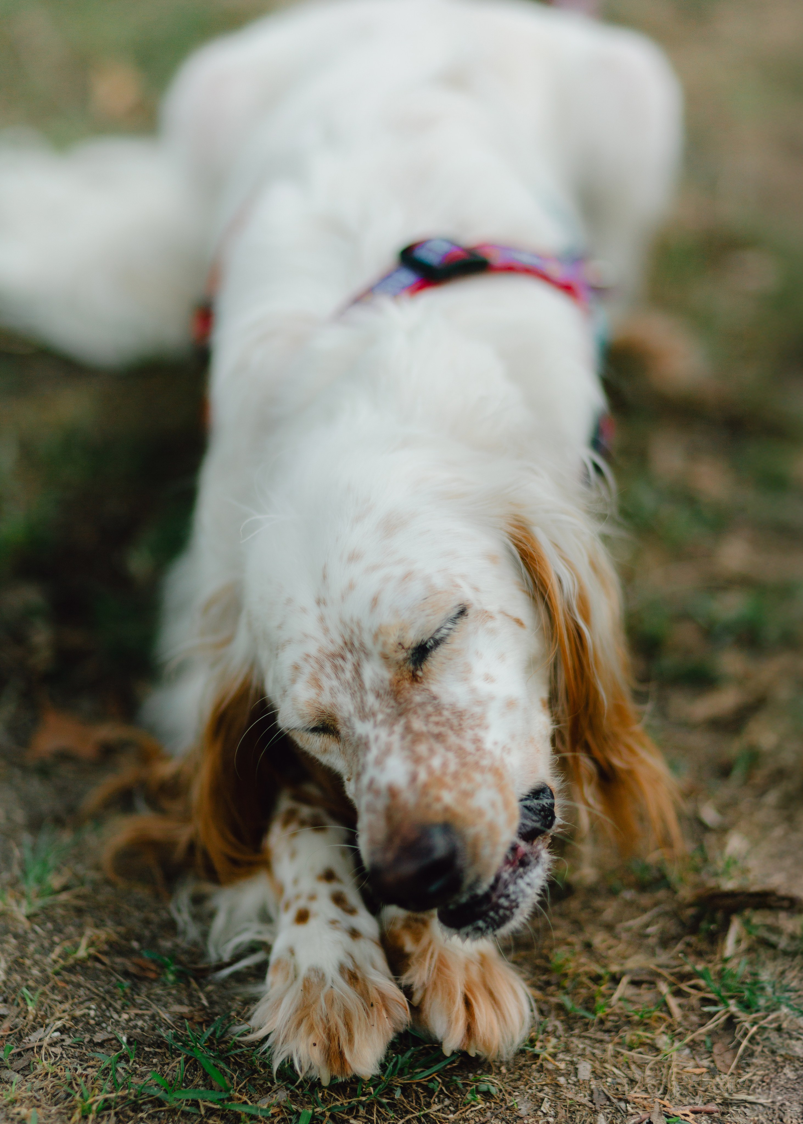 Pauline & Her Beloved Mañana. Barbara Isaeva