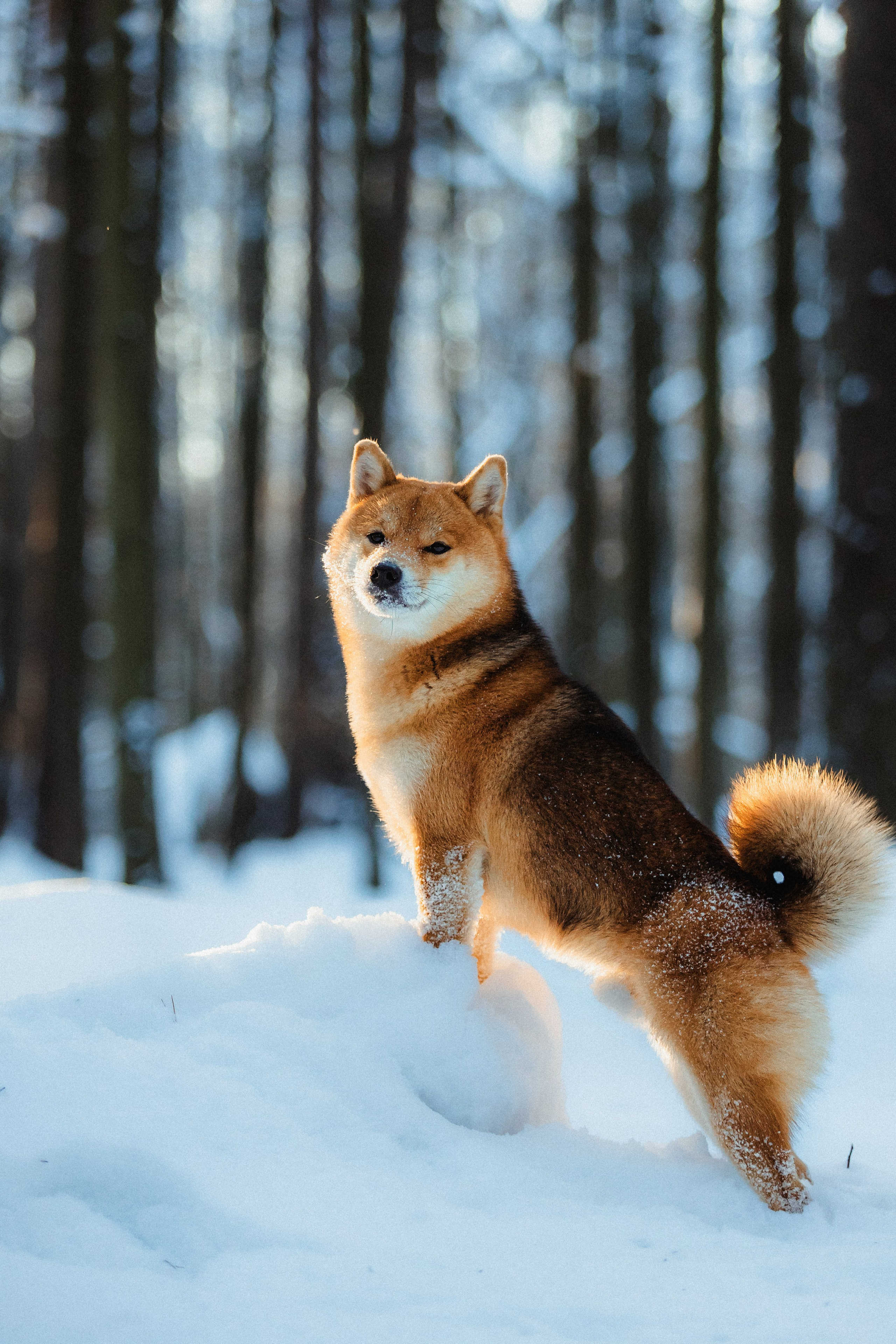 Шед, Цири и Ира