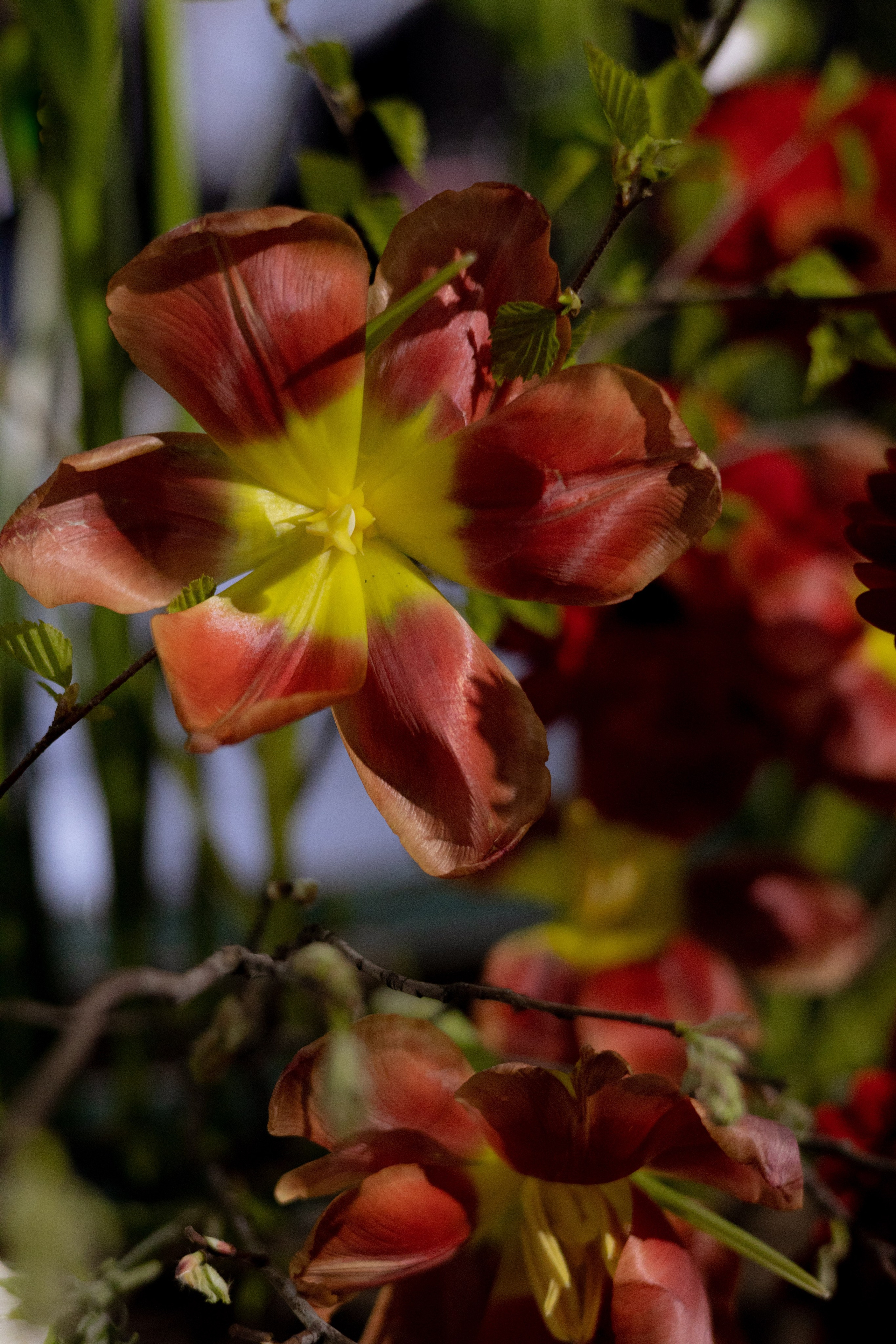 Оформление Отчетного концерта Музыкальной школы Глазунова. Оформление свадеб, декор свадеб Вера Маркова, Москва