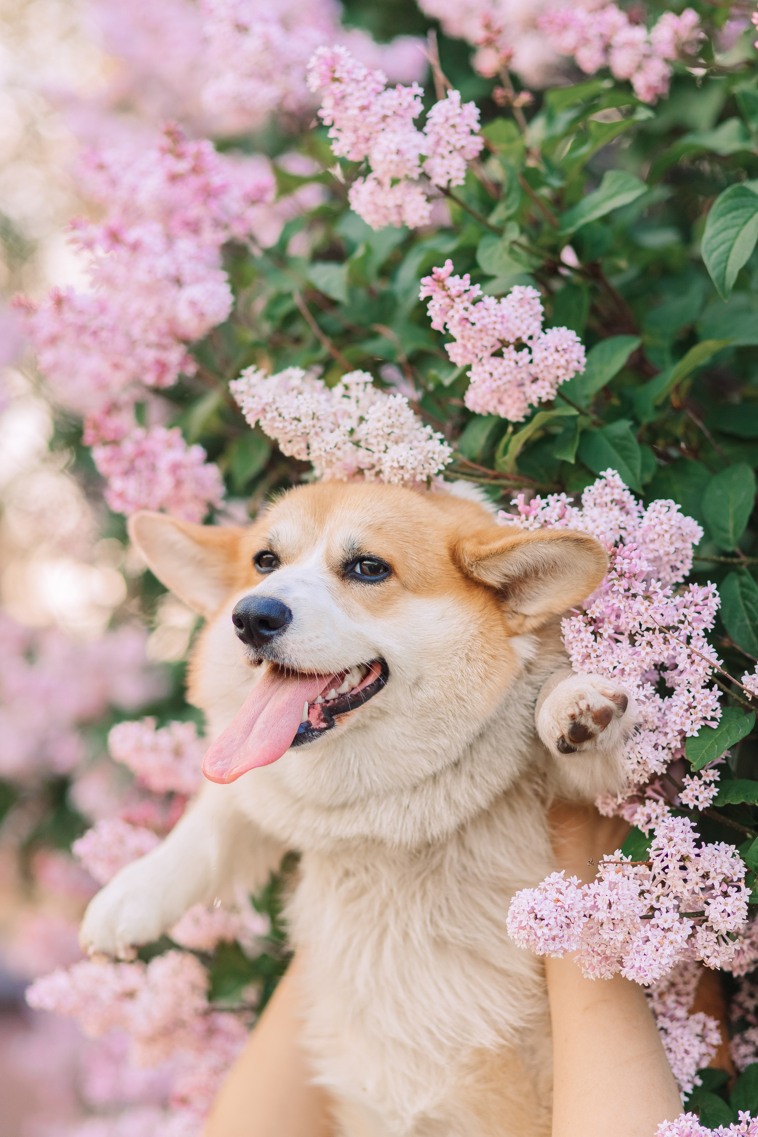 Летняя фотосессия с домашними любимцами в парке. Фотограф в Санкт-Петербурге, Анна Скворцова