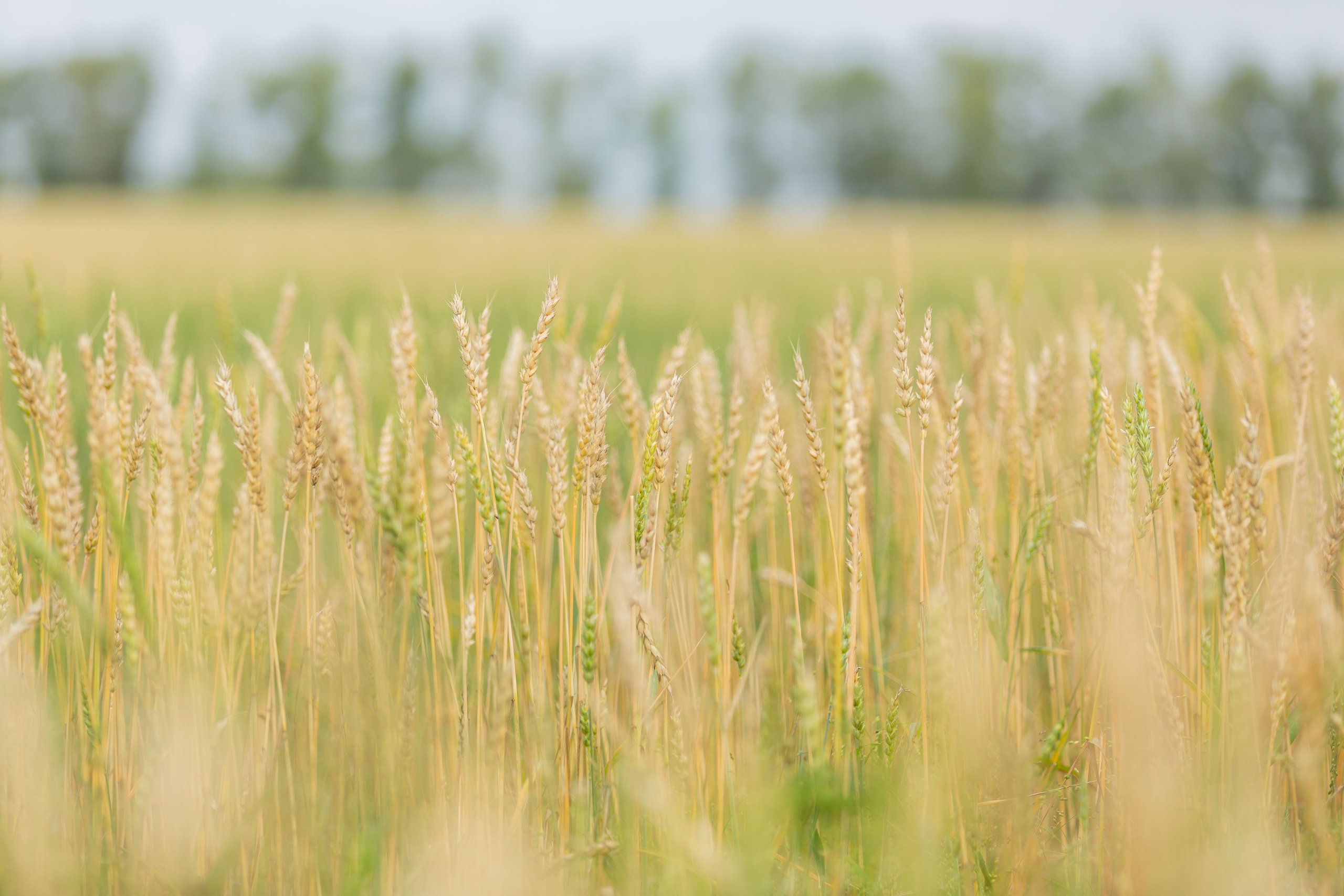 Природа. Семейный и детский фотограф, фотограф новорожденных в Новокузнецке Ири