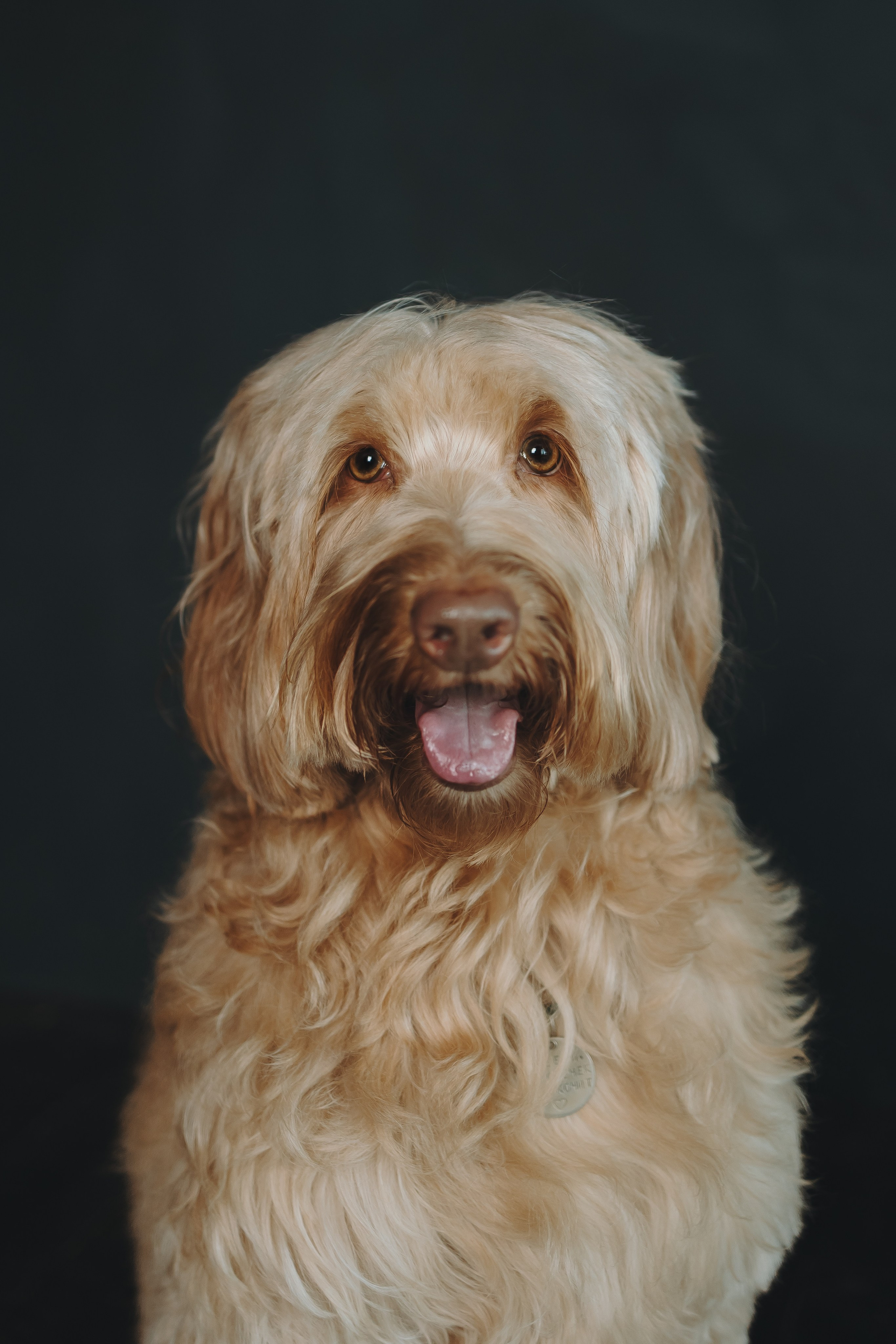 Алина и Фиби. Фотограф-анималист в Санкт-Петербурге Алина Яхонт