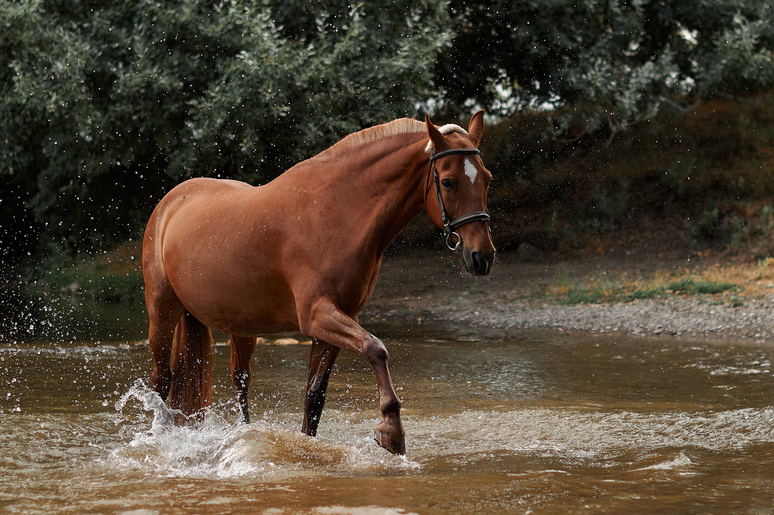 Касандра. Фотограф в Севастополе