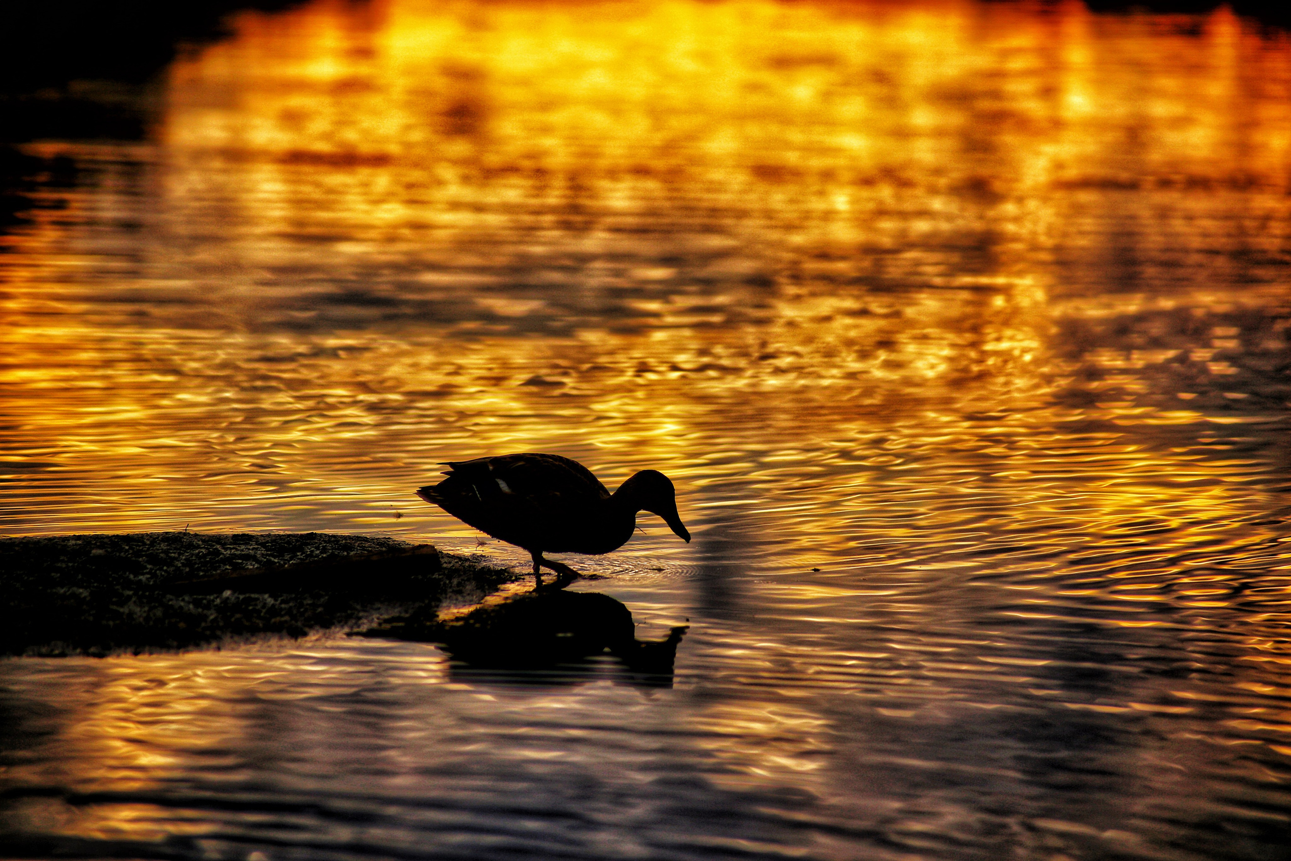 Сургут. Фотограф в г. Сургуте Марина Киприна