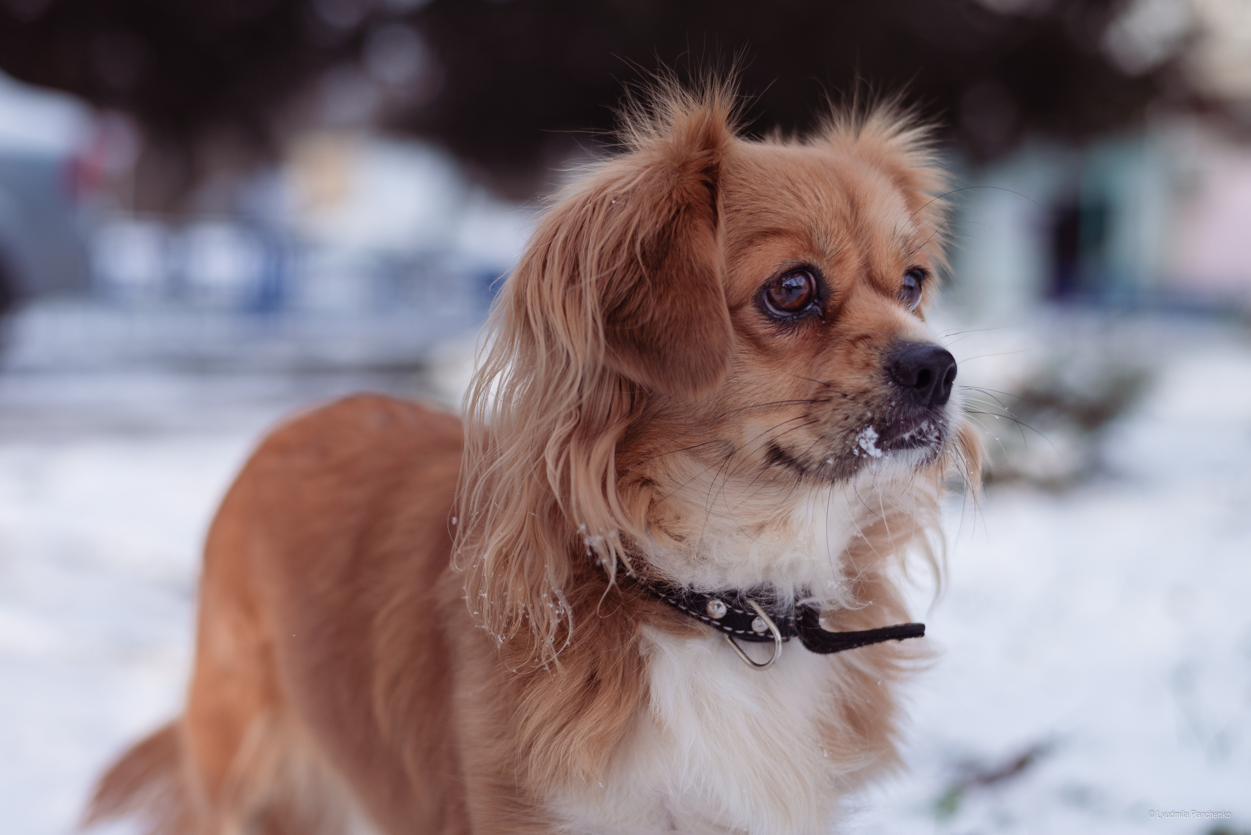 Домашние питомцы и их люди. Фотограф в Краснодаре Людмила Панченко