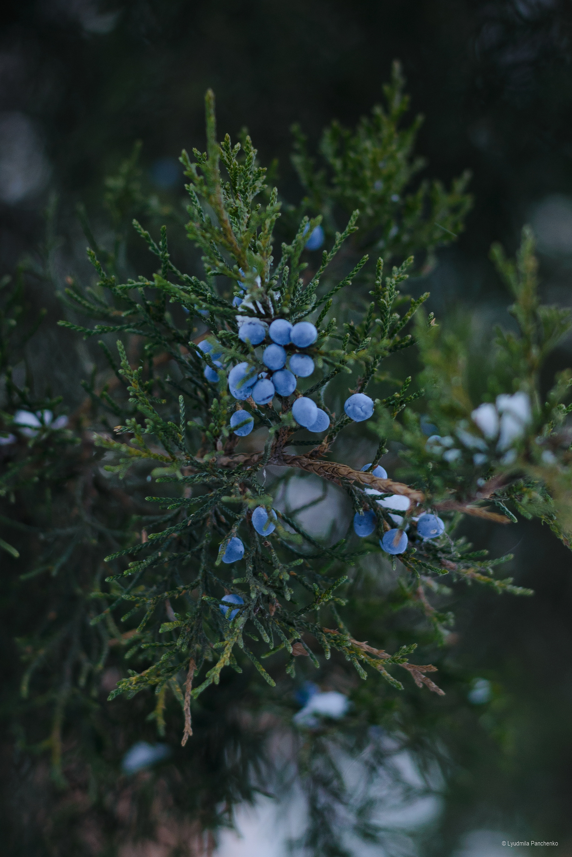 Флора, фауна, макро. Фотограф в Краснодаре Людмила Панченко
