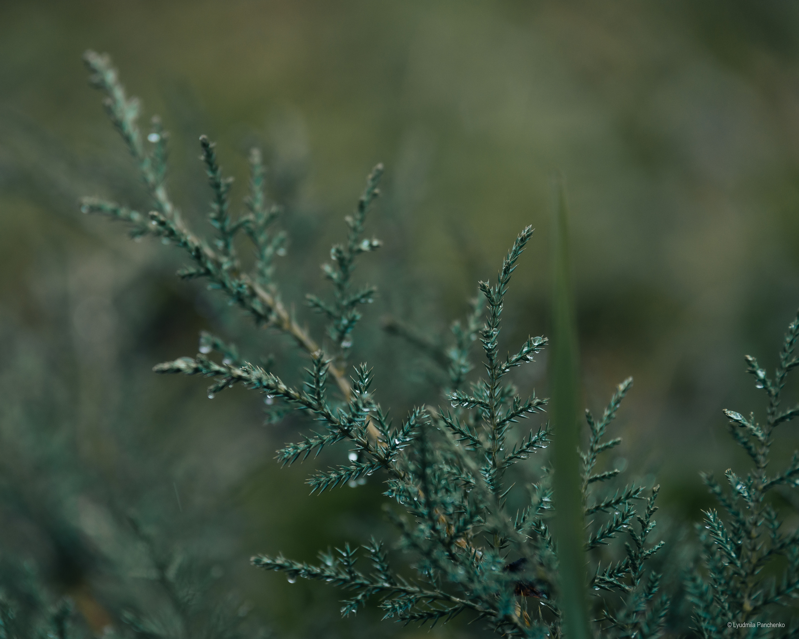 Флора, фауна, макро. Фотограф в Краснодаре Людмила Панченко