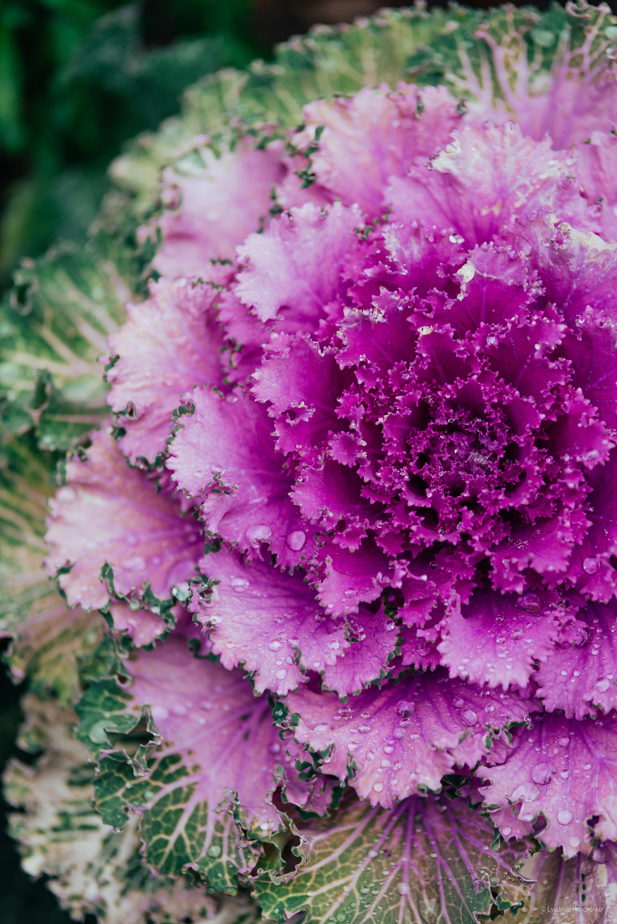 Флора, фауна, макро. Фотограф в Краснодаре Людмила Панченко