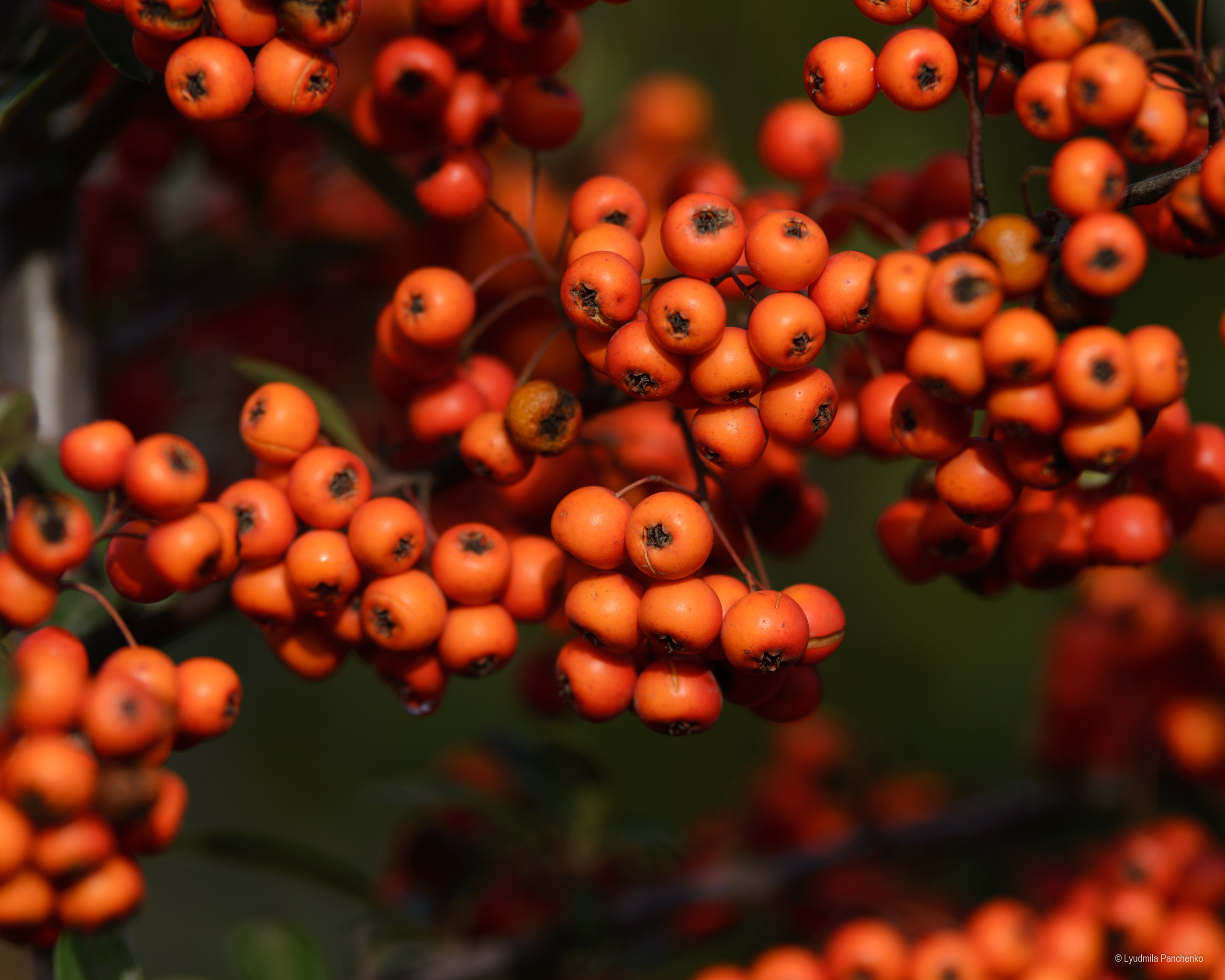 Флора, фауна, макро. Фотограф в Краснодаре Людмила Панченко