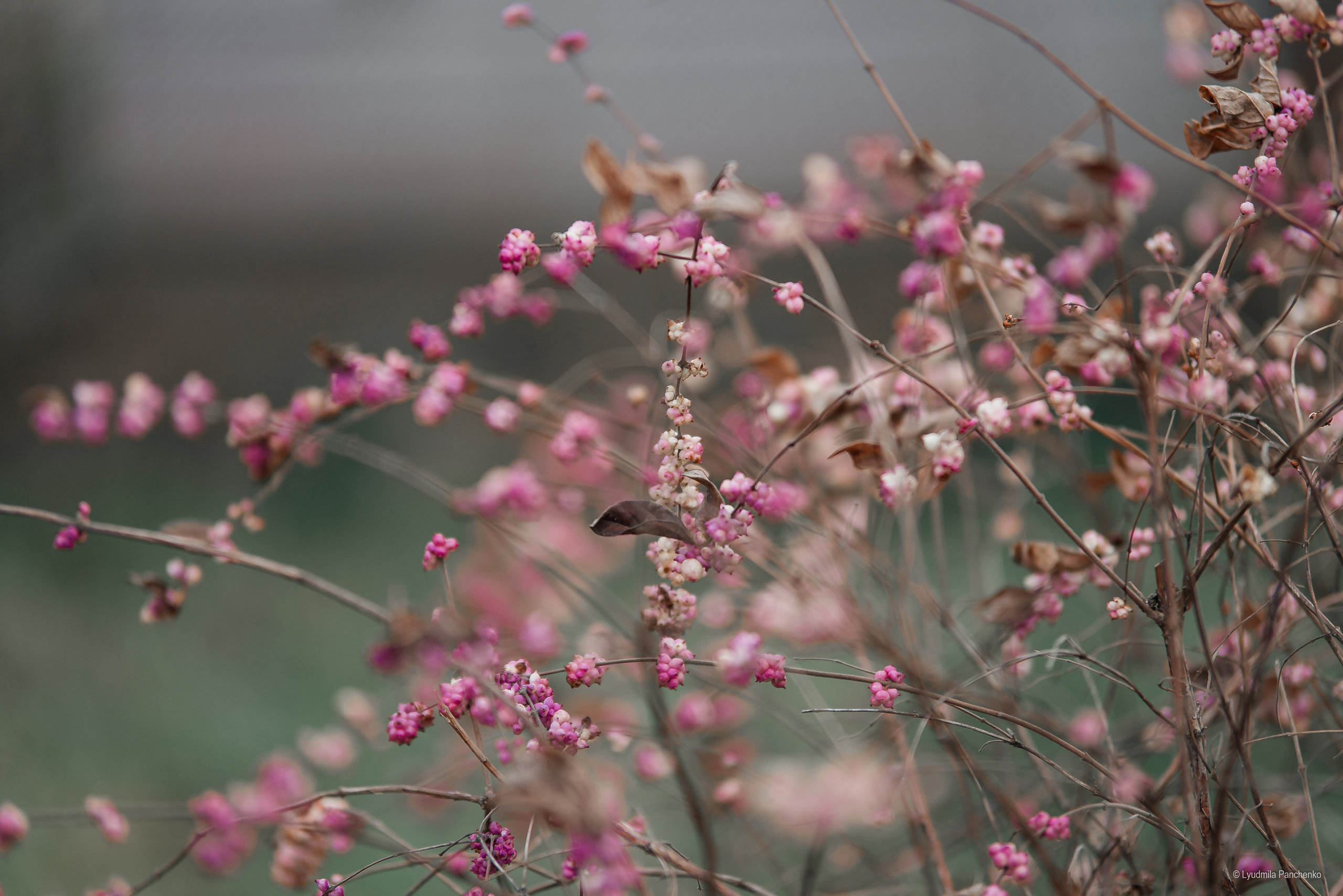 Флора, фауна, макро. Фотограф в Краснодаре Людмила Панченко