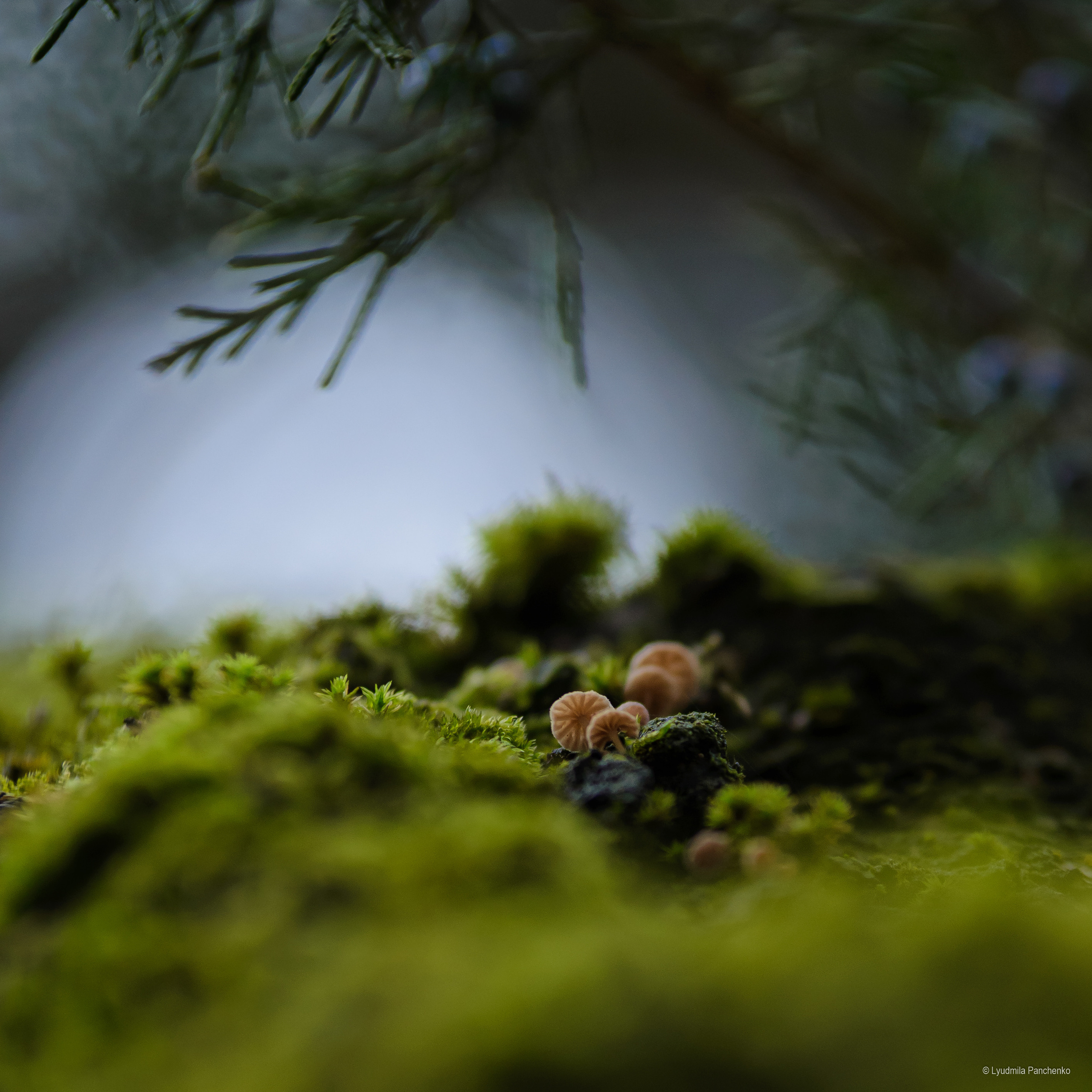 Флора, фауна, макро. Фотограф в Краснодаре Людмила Панченко