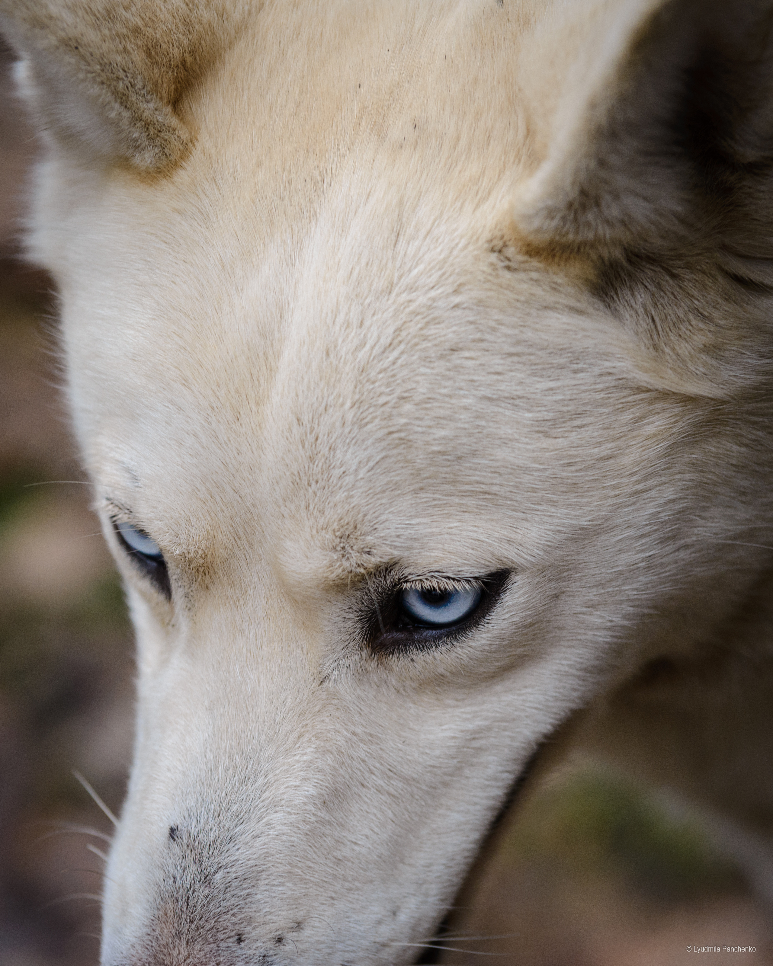 Домашние питомцы и их люди. Фотограф в Краснодаре Людмила Панченко