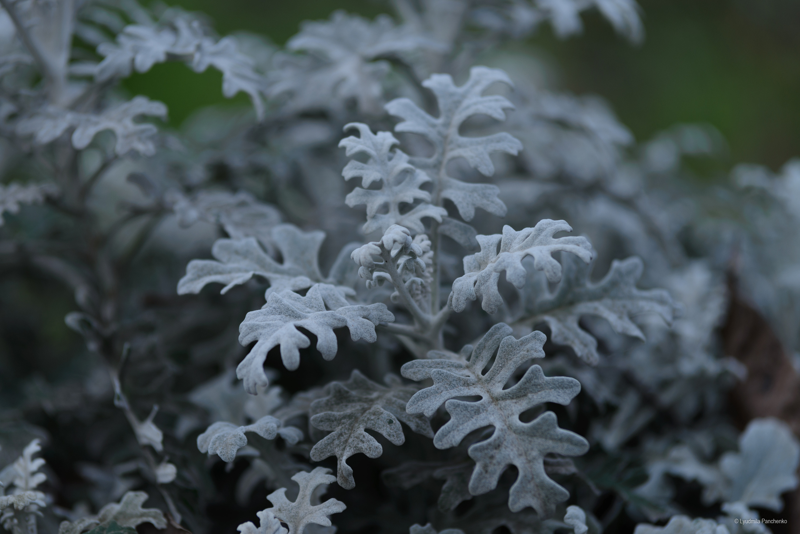 Флора, фауна, макро. Фотограф в Краснодаре Людмила Панченко