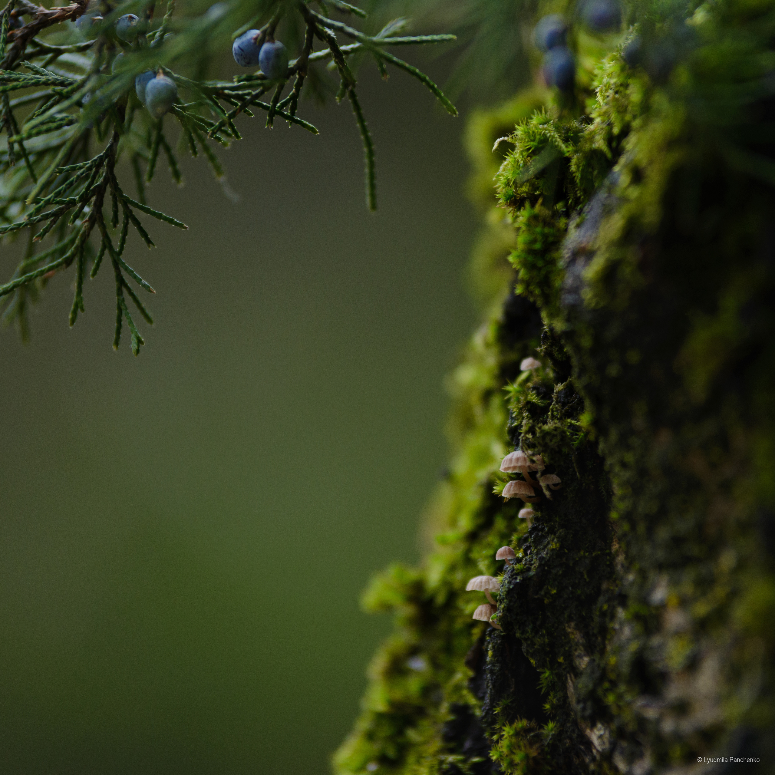 Флора, фауна, макро. Фотограф в Краснодаре Людмила Панченко