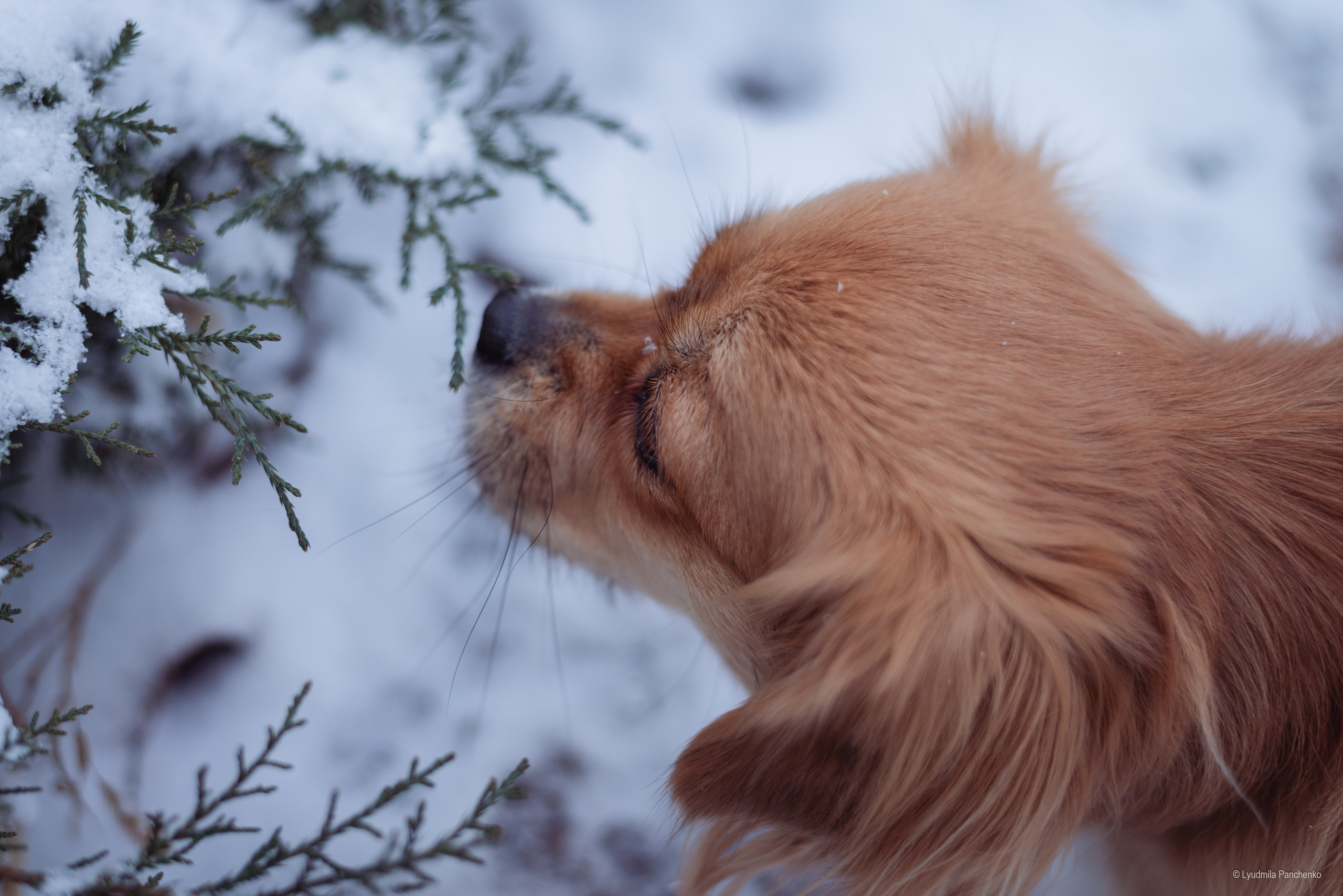 Домашние питомцы и их люди. Фотограф в Краснодаре Людмила Панченко