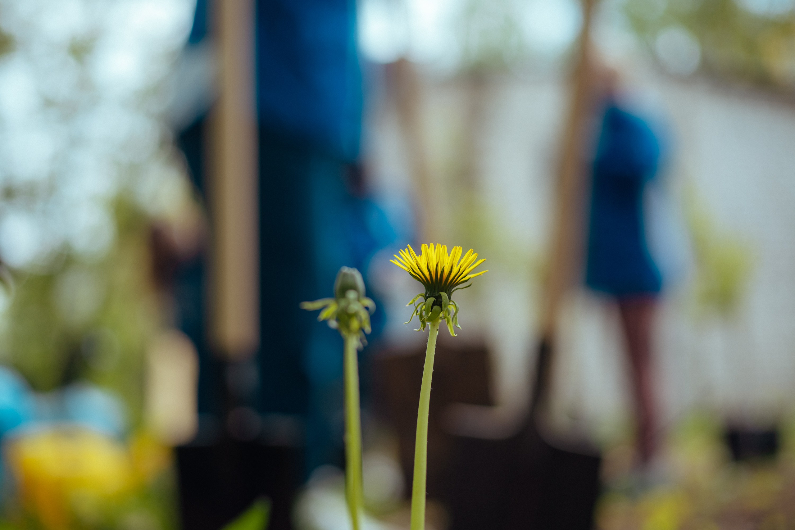 Сад памяти | волонтеры победы