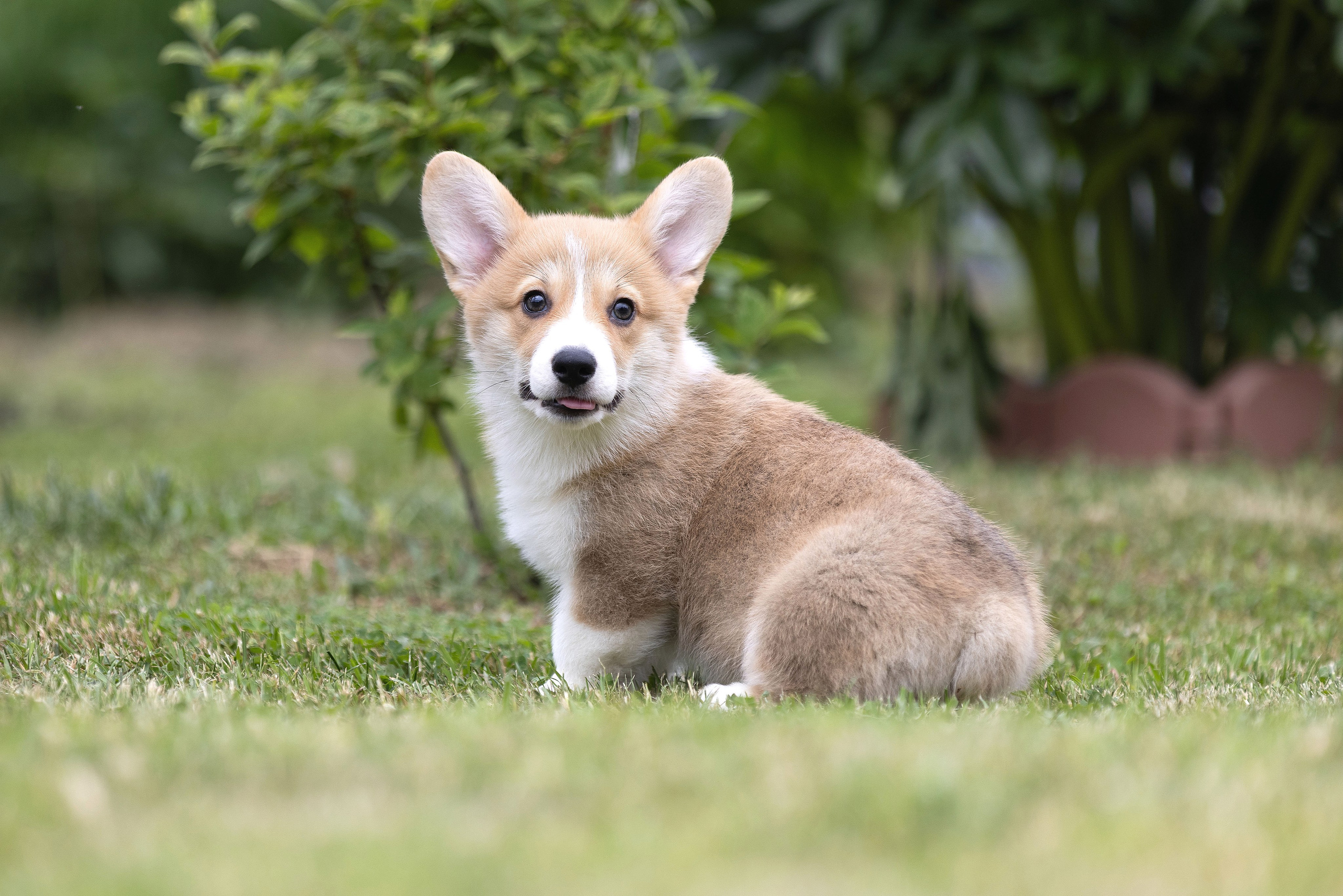 Свободные щенки. Главная