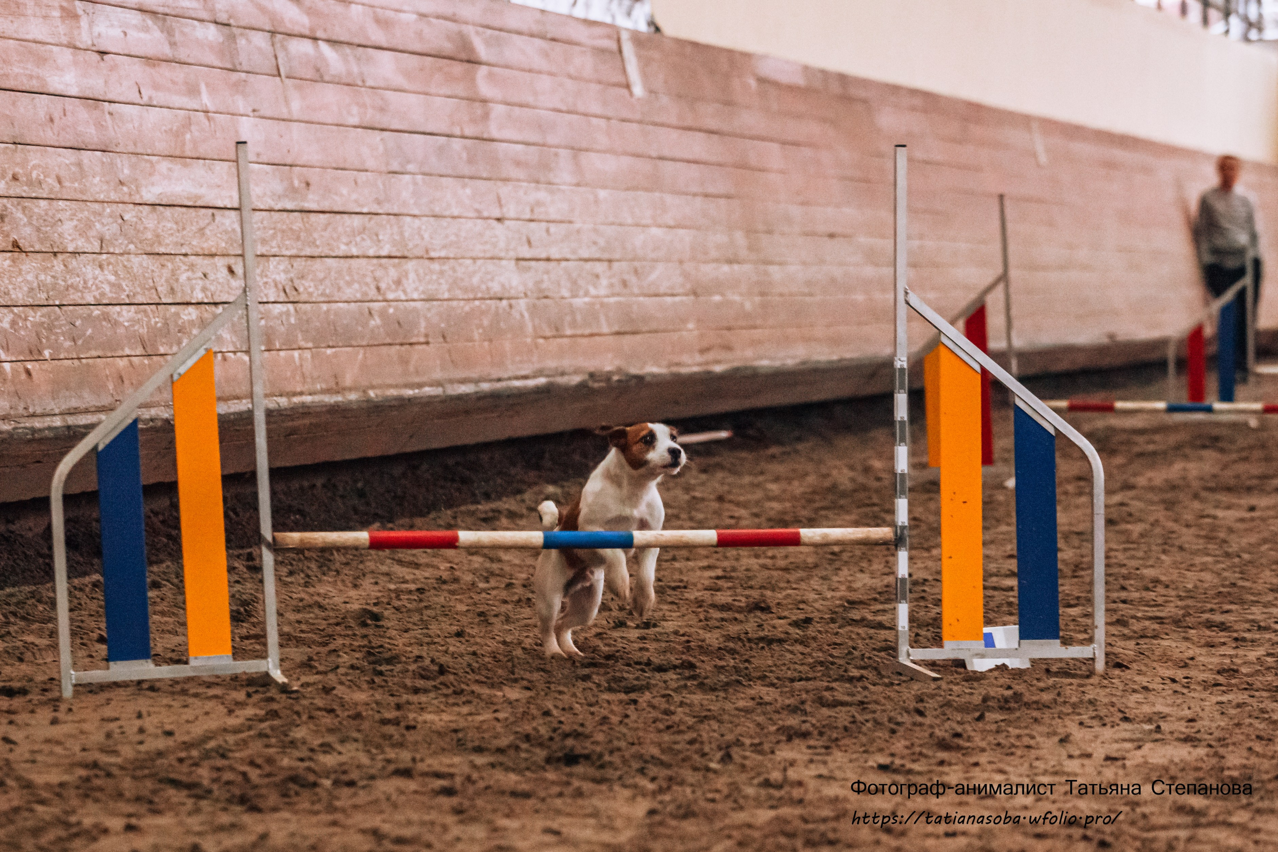 Соревнования по Аджилити 25.02.2024. Фотограф-анималист Татьяна Степанова