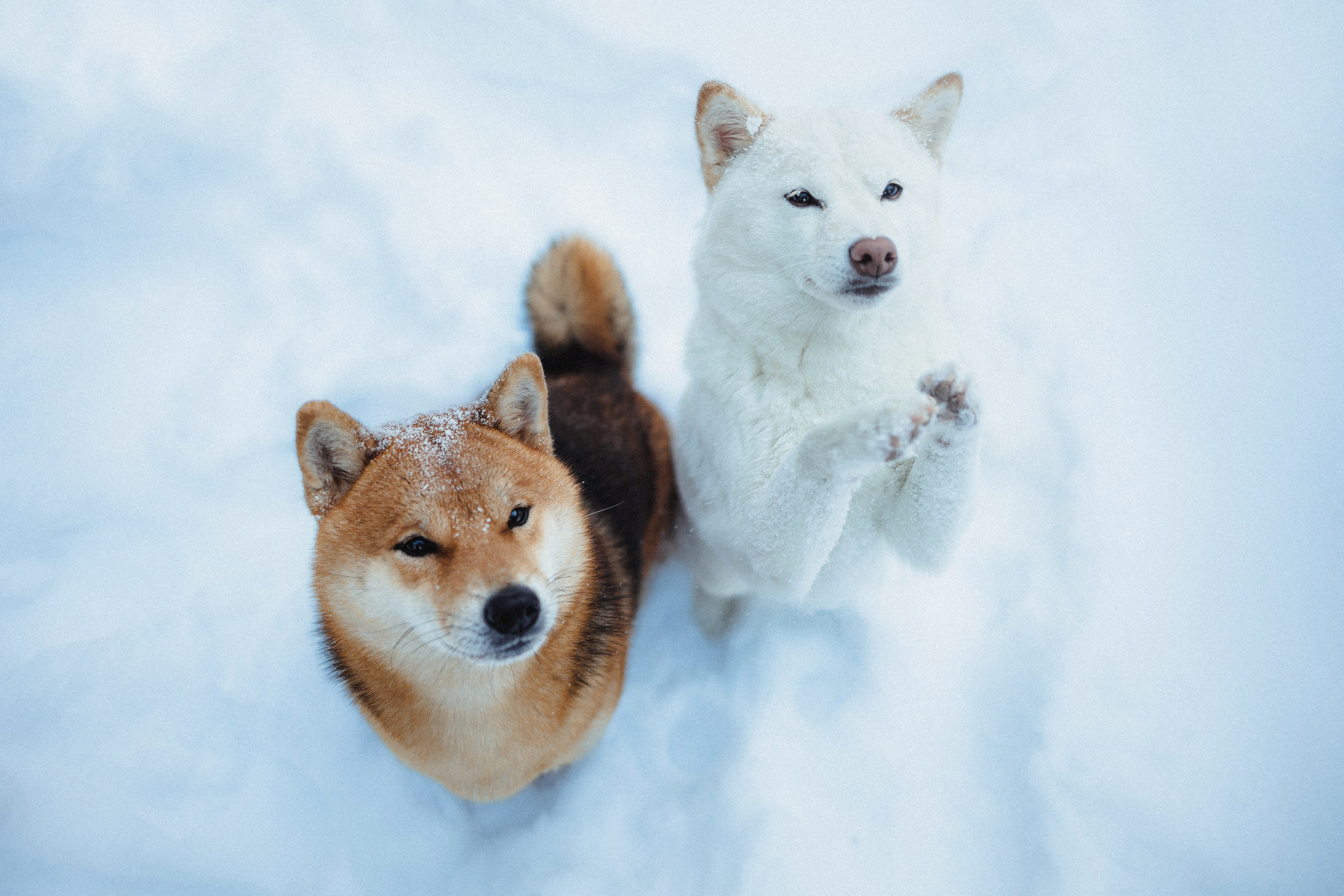 Шед, Цири и Ира