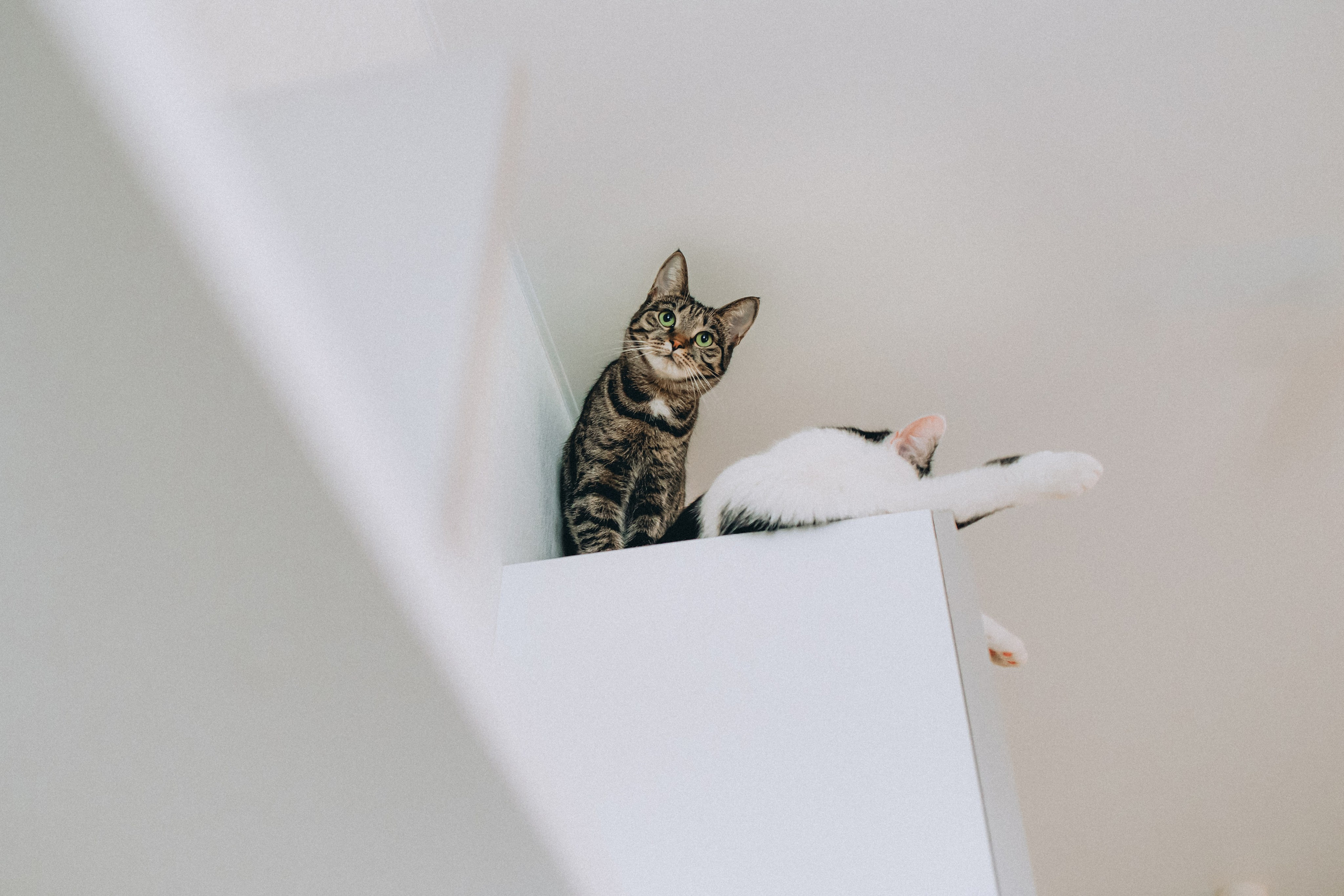 Рыся, Кепа и их семья