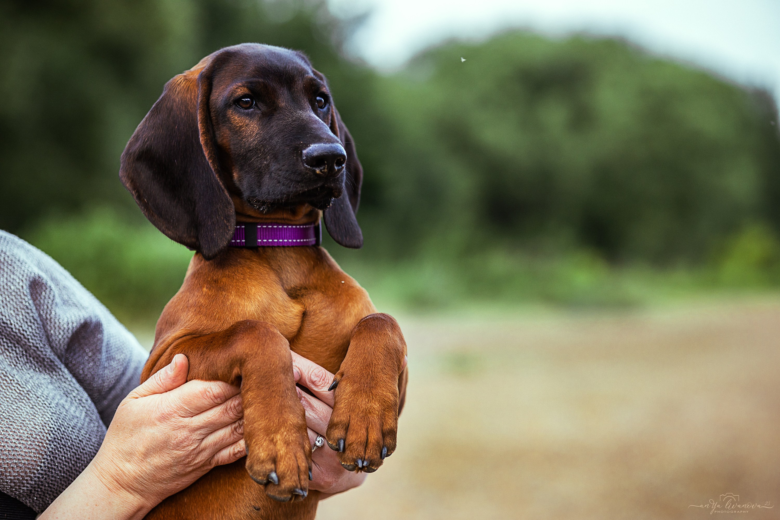 Баварчик. Фотограф анималист Аня Ливанова | Рыбинск
