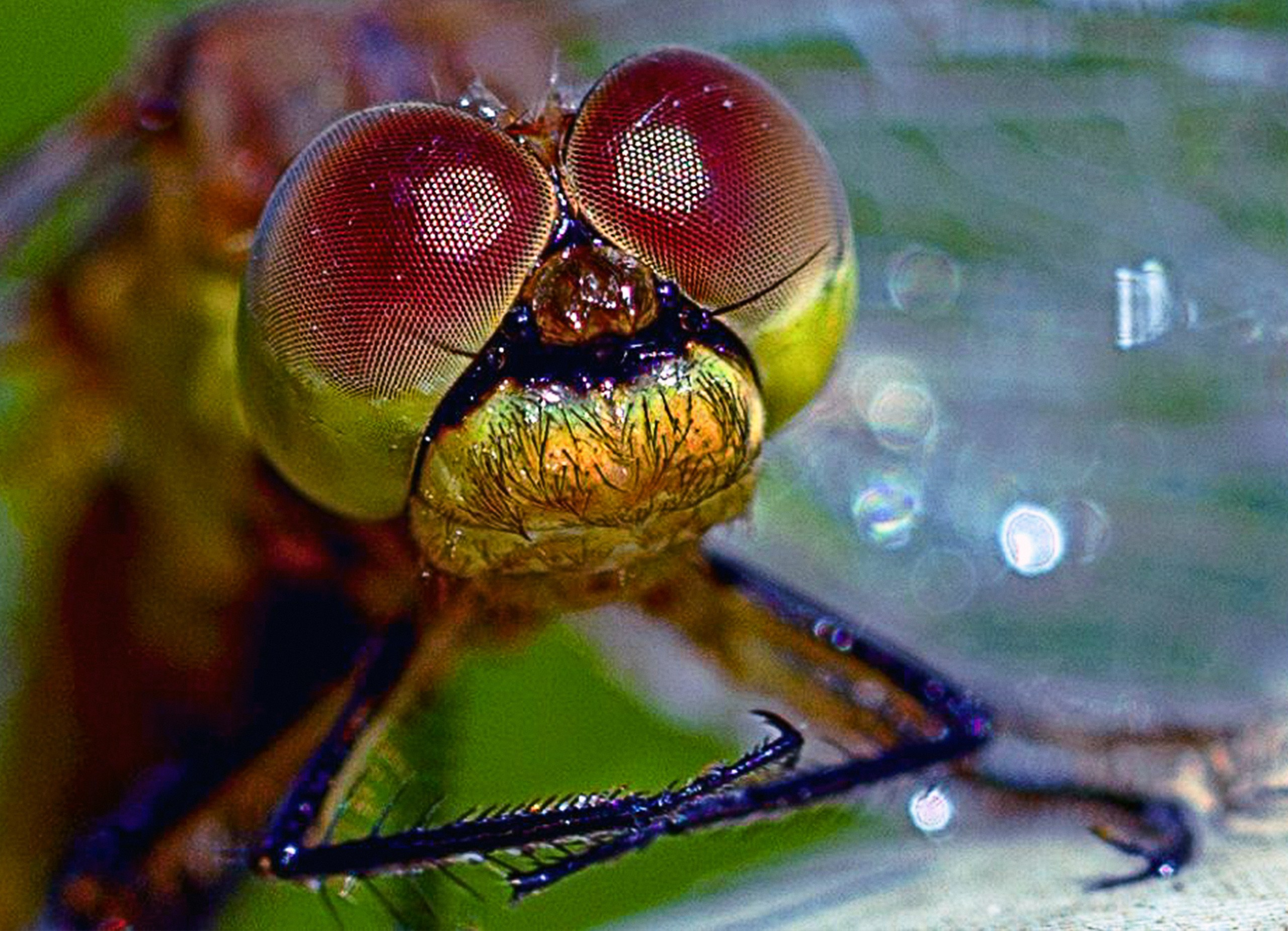 Фотограф макросъёмки вМинеральных Водах. Медиапродюсер, фотограф в Минеральных Водах —Виктор Холодов