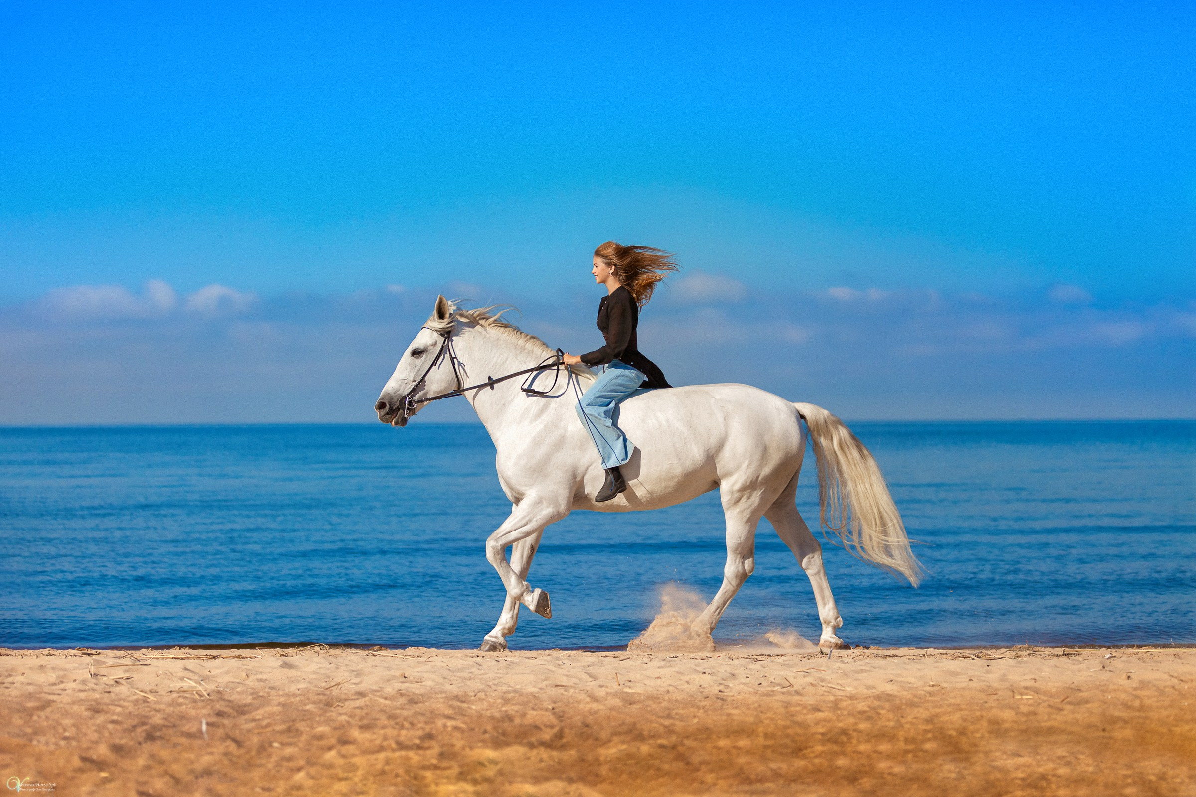 Девушка скачет на белой лошади по заливу, девушка скачет на лошади на Финском заливе
