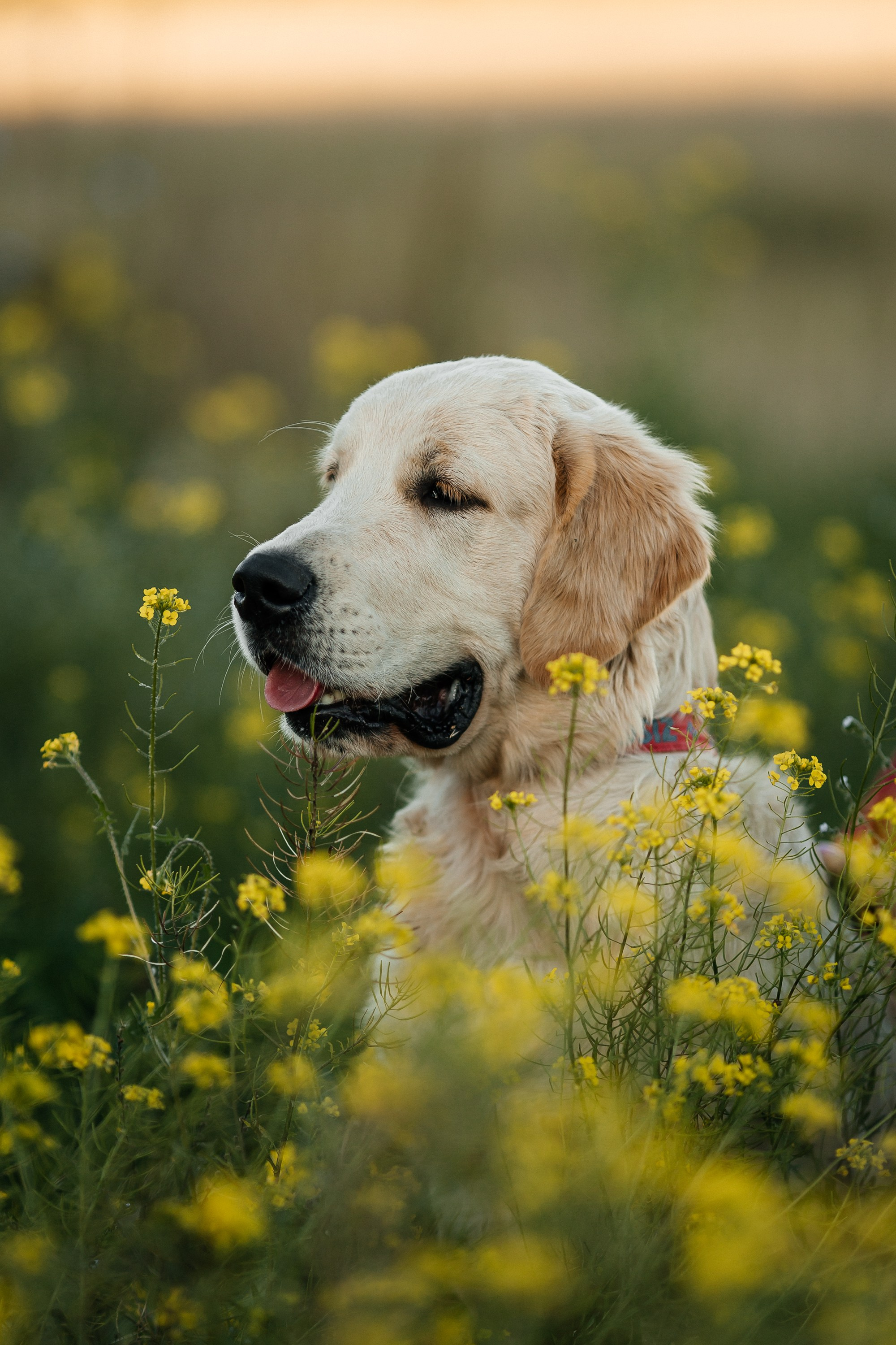Краш. Питомник Грааль Гардарика