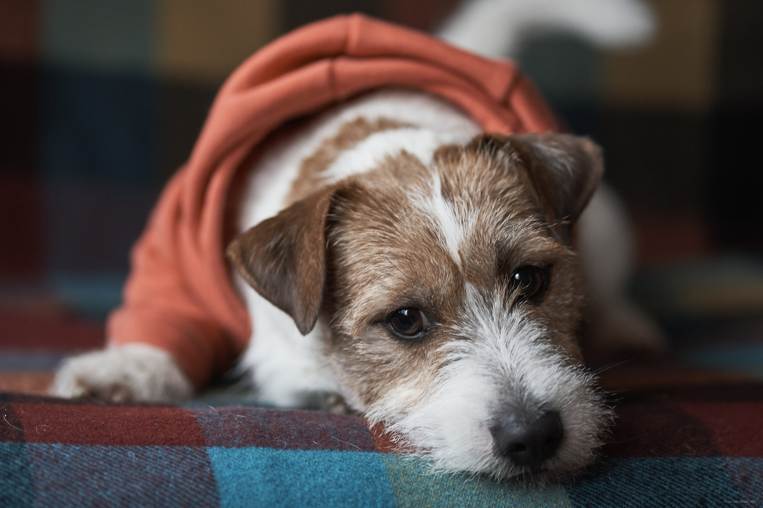 Jack Russell Terrier